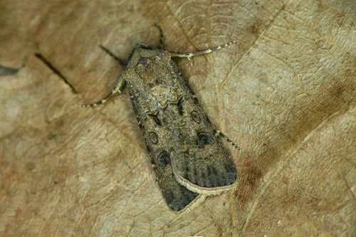 Agrotis segetum