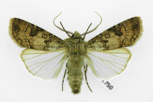 Agrotis segetum