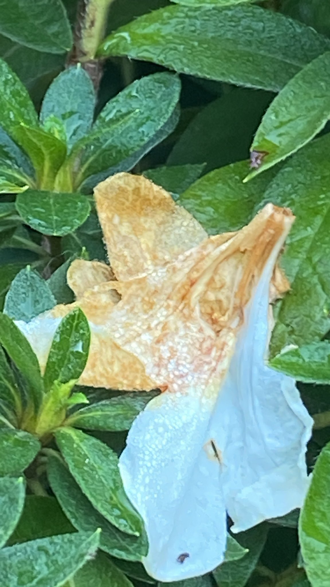 Ovulinia azaleae