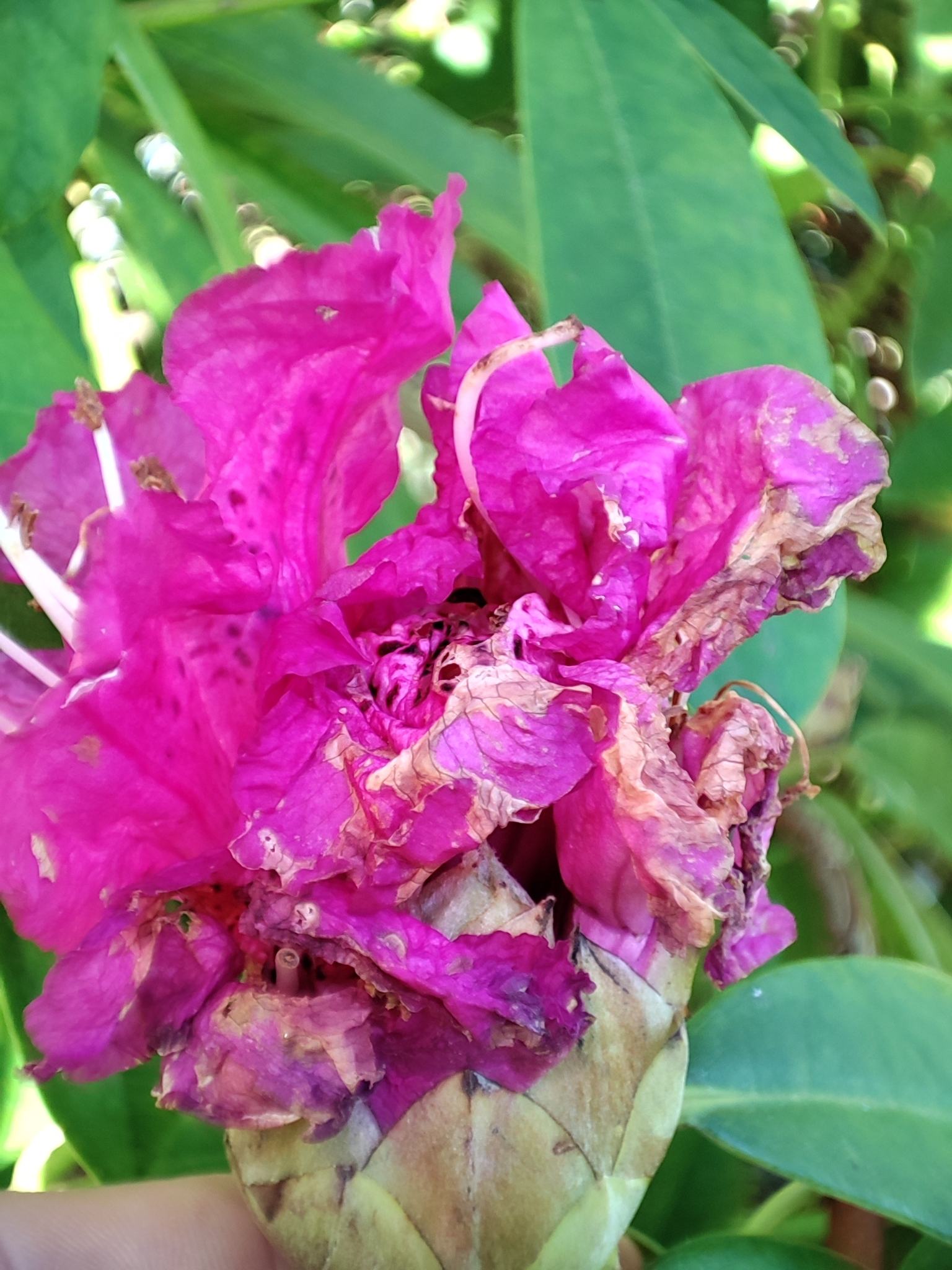 Ovulinia azaleae