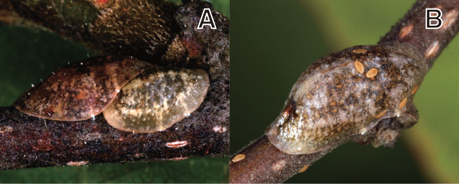 Coccus pseudomagnoliarum