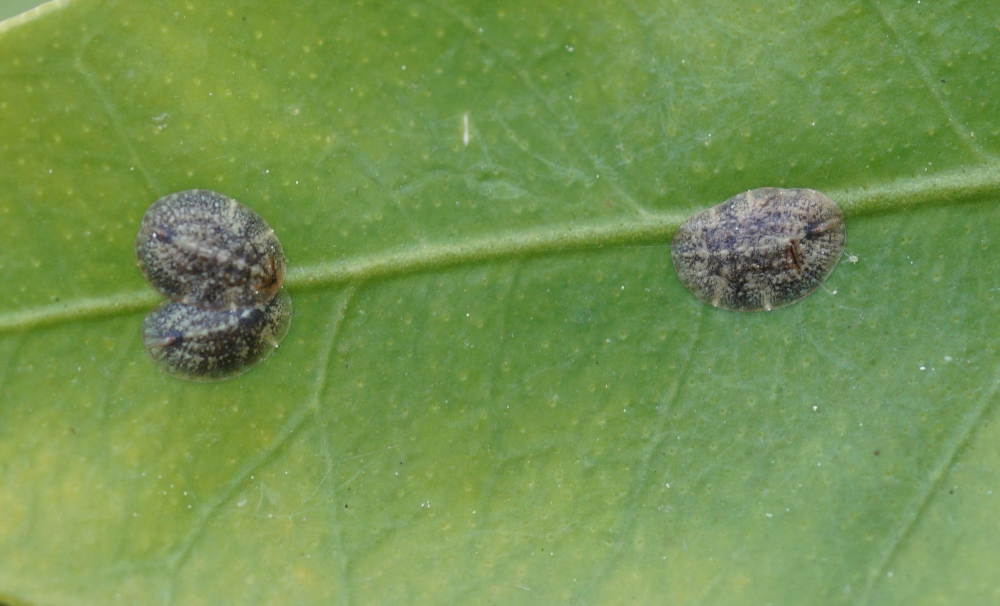 Coccus pseudomagnoliarum