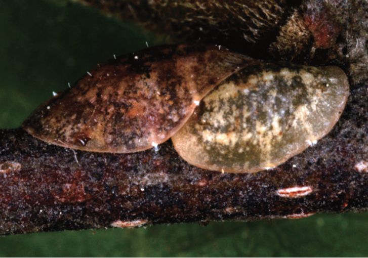 Coccus pseudomagnoliarum