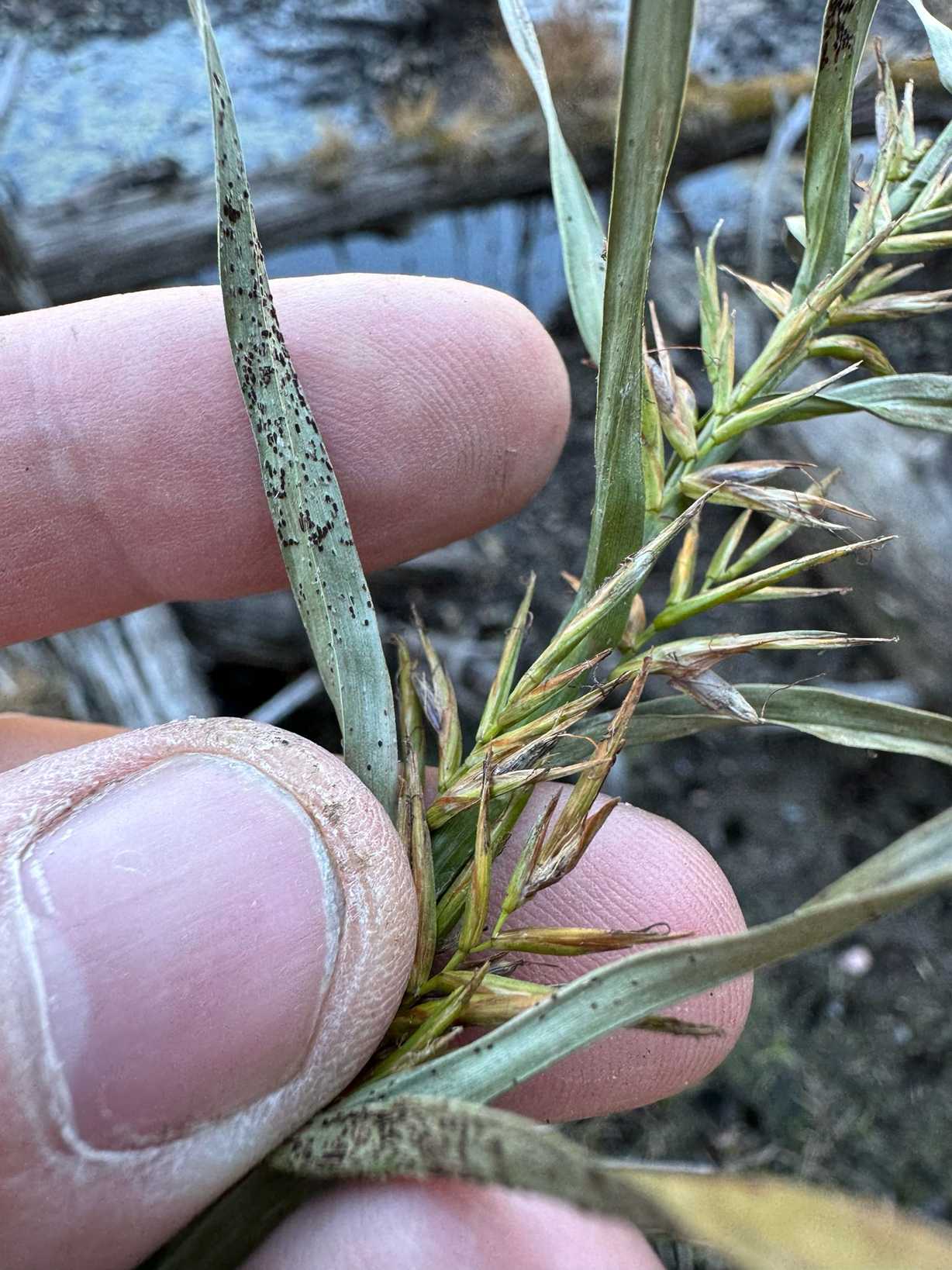 Puccinia dulichii