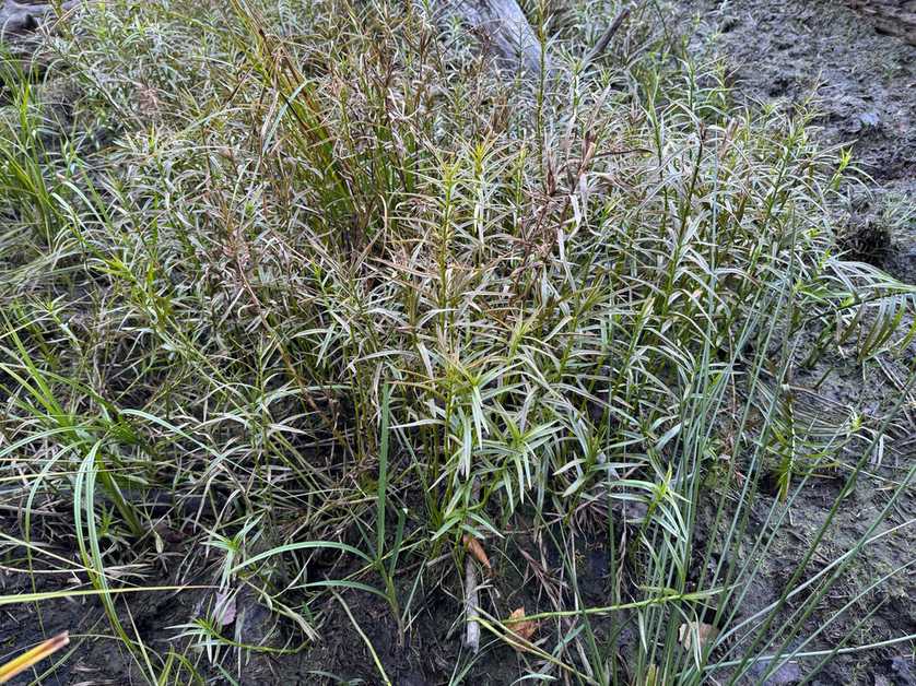Puccinia dulichii