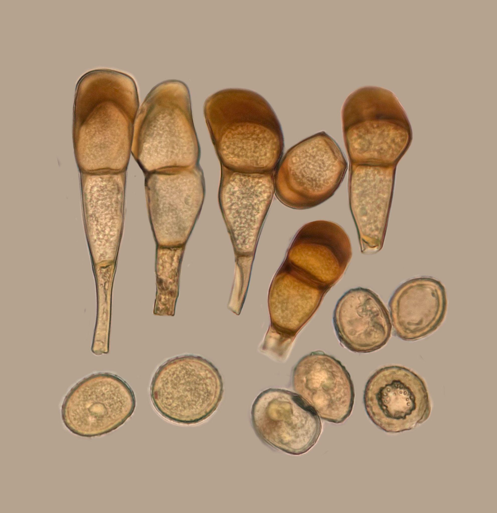 Puccinia dulichii