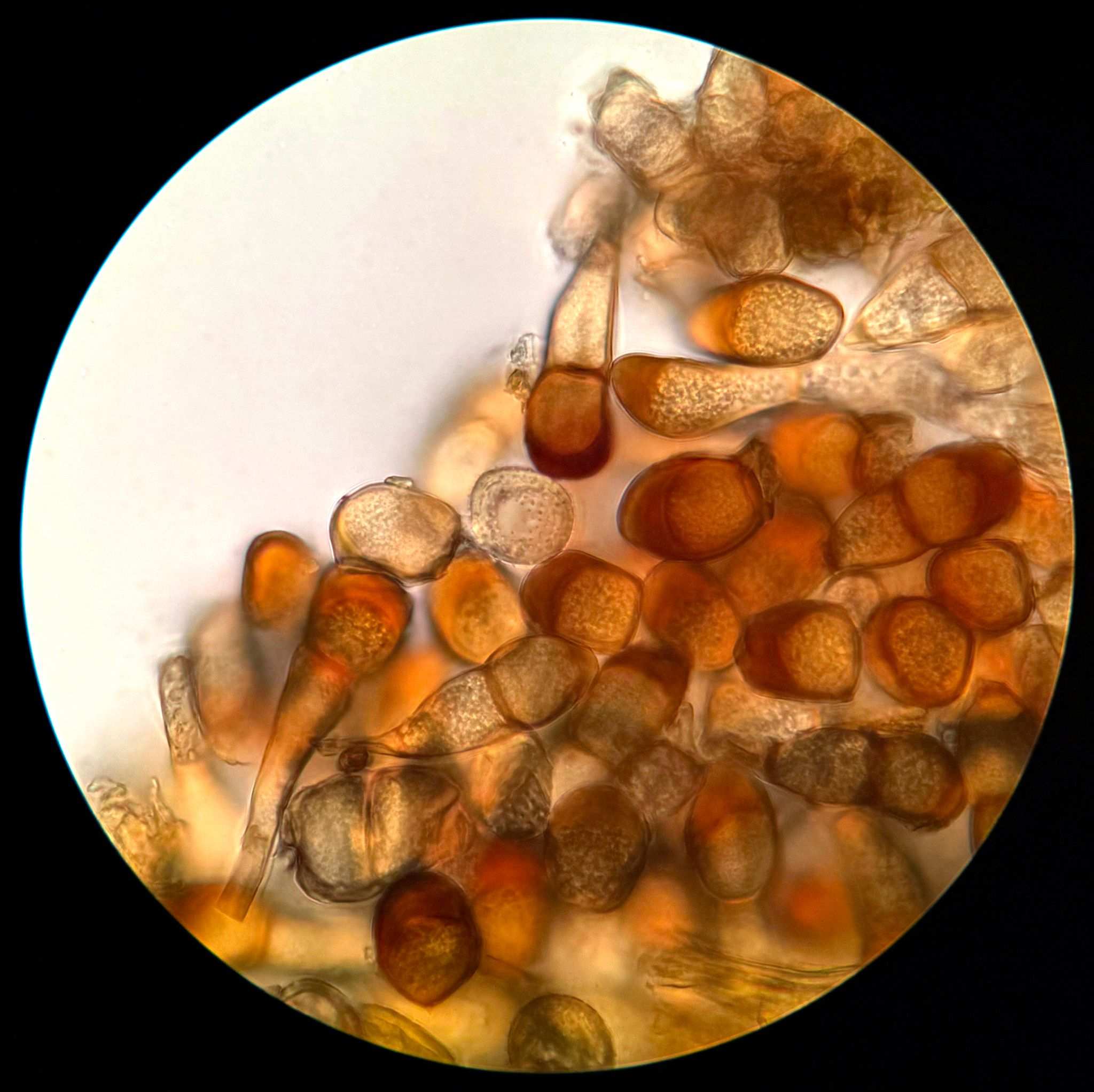 Puccinia dulichii