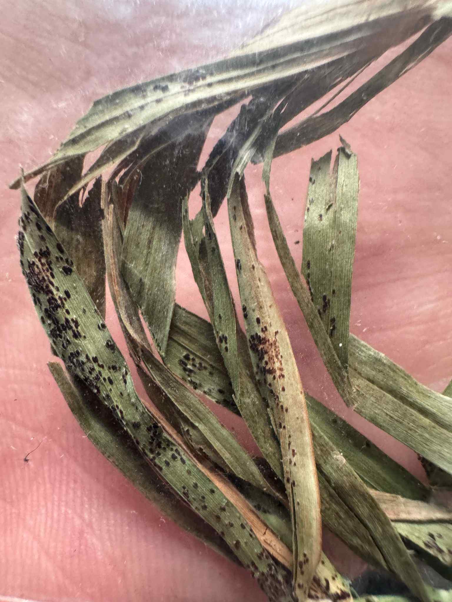 Puccinia dulichii