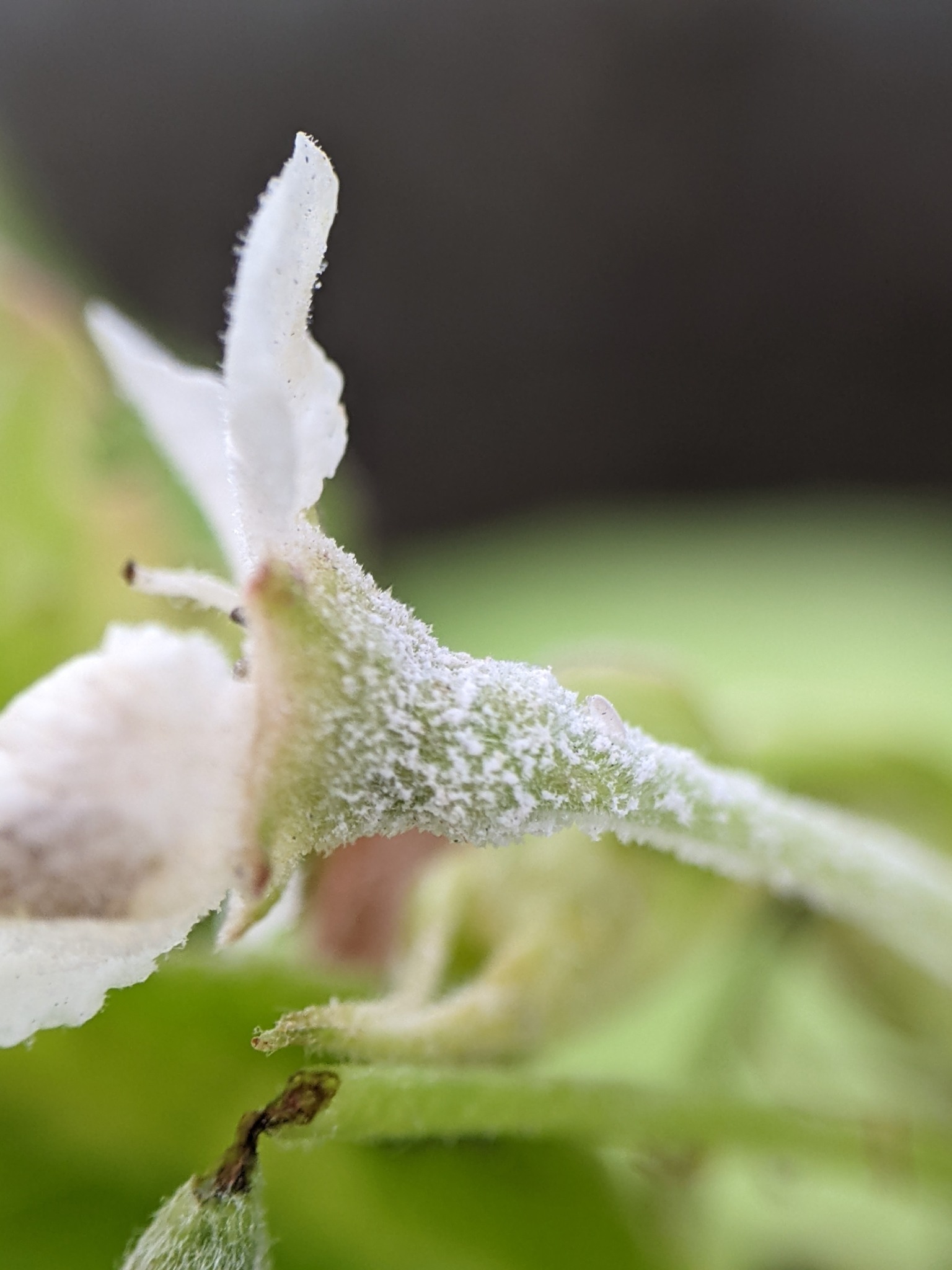 Podosphaera leucotricha