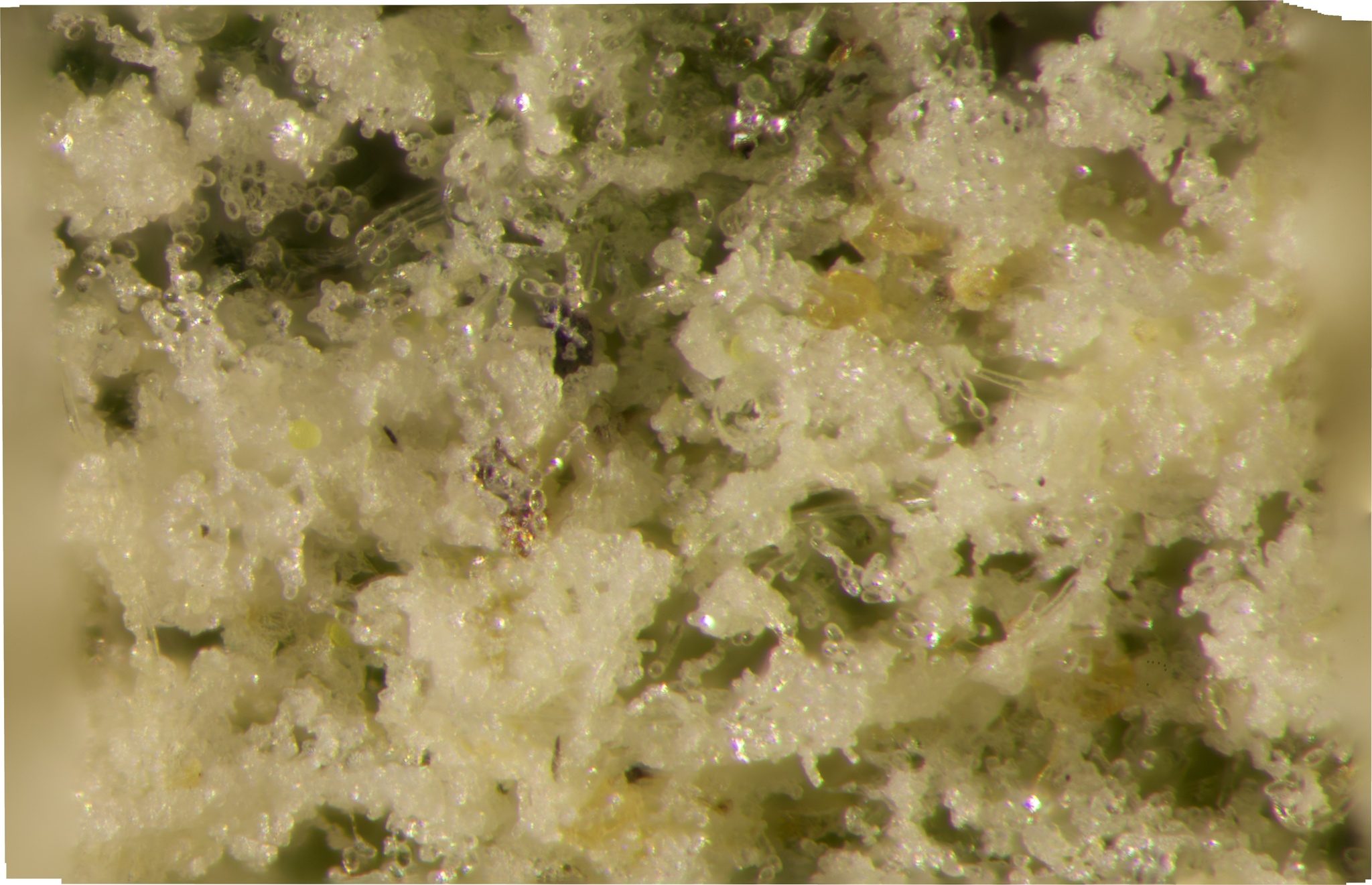 Podosphaera leucotricha