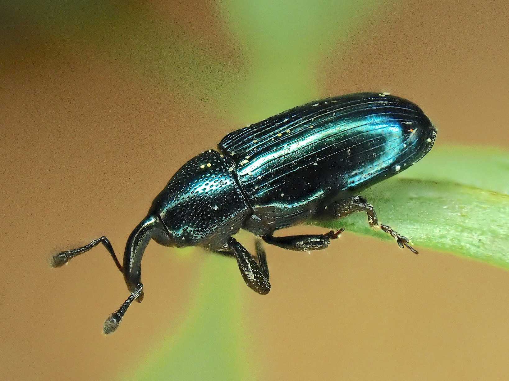 Aulacobaris coerulescens