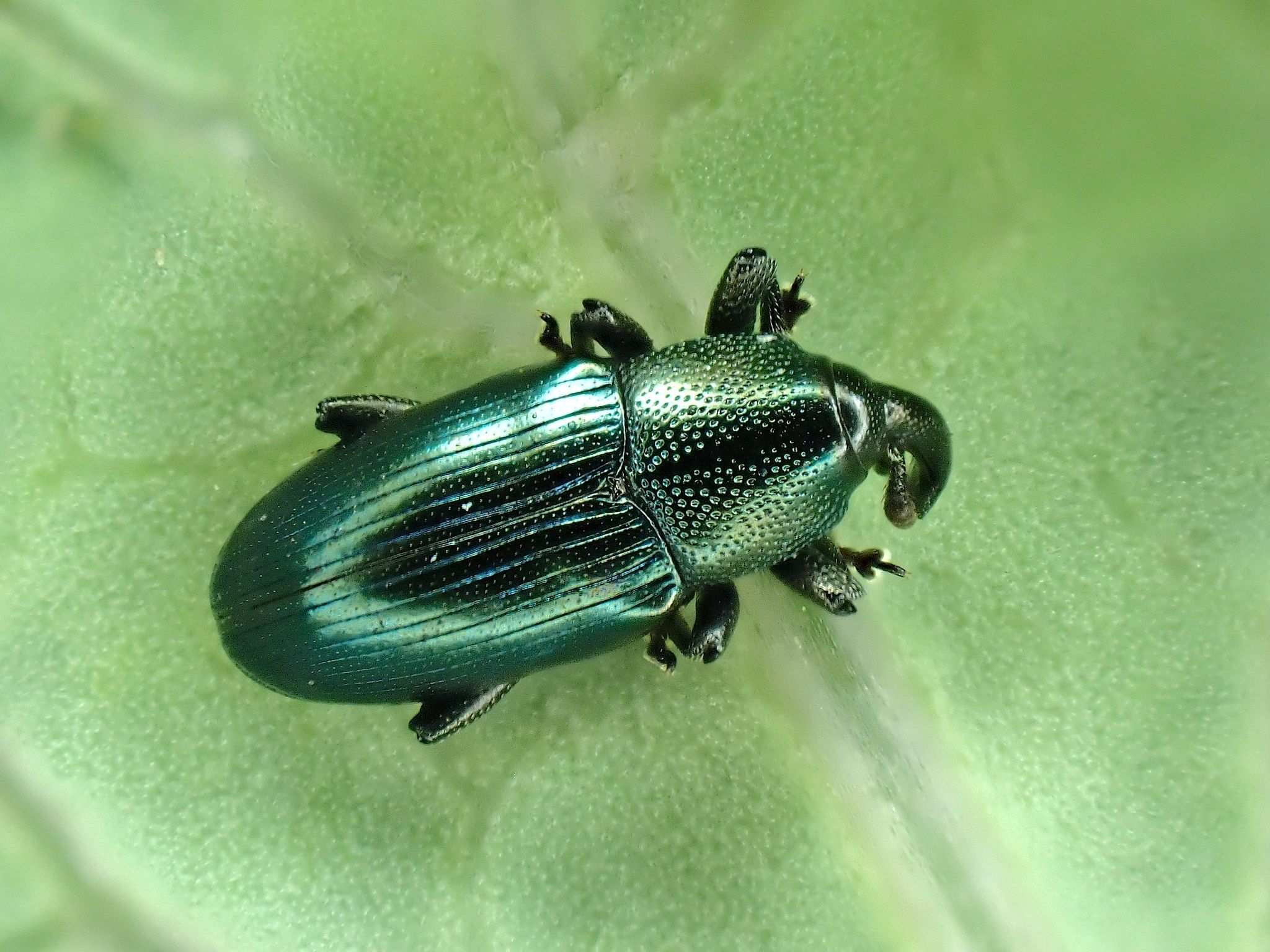 Aulacobaris coerulescens