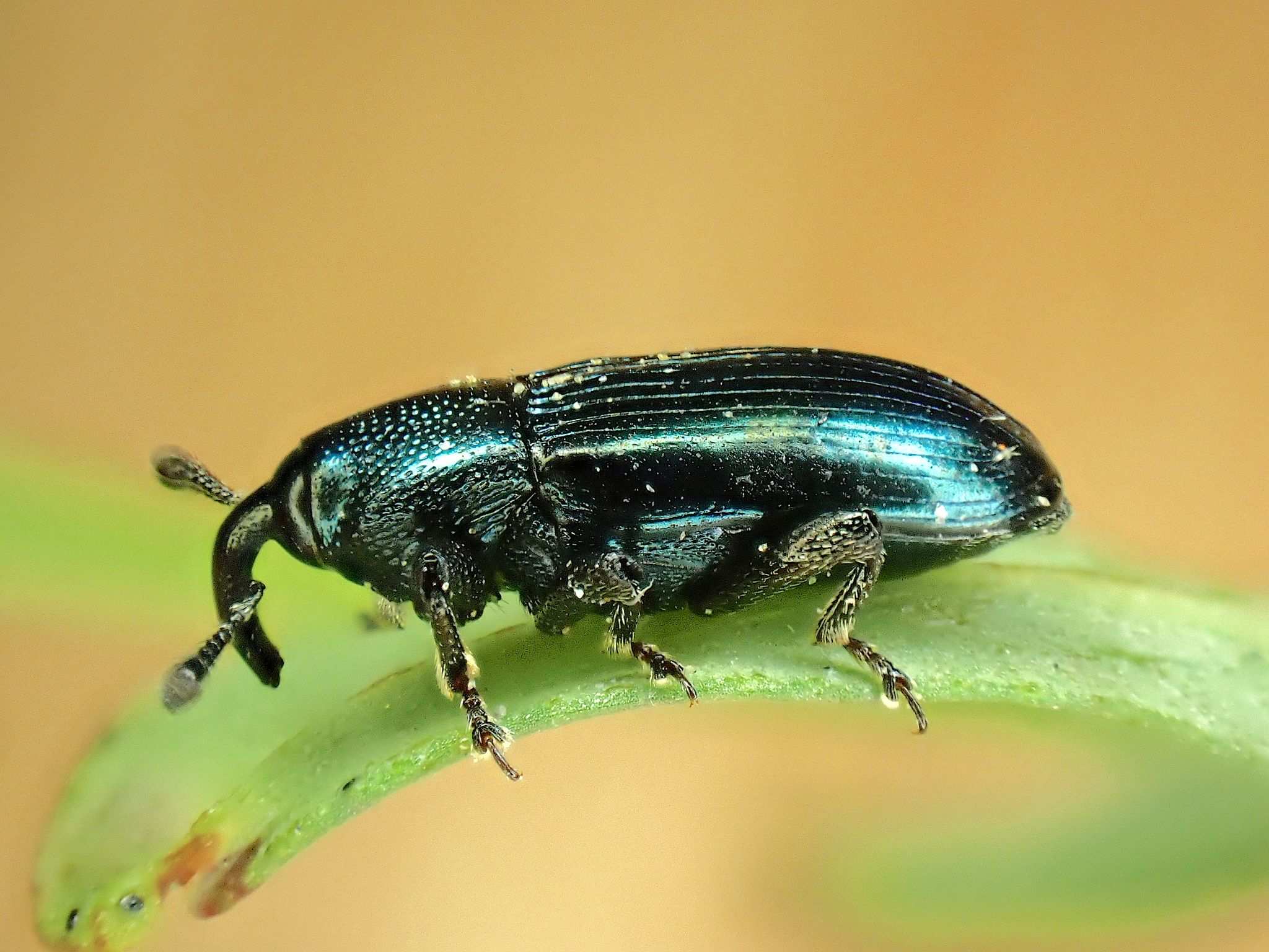 Aulacobaris coerulescens