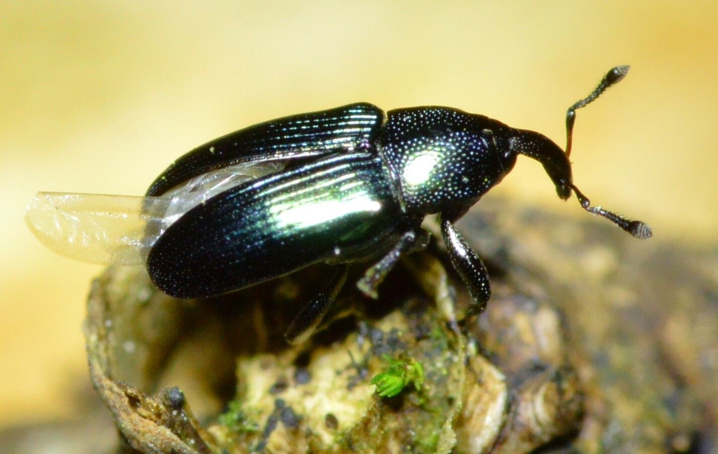 Aulacobaris coerulescens