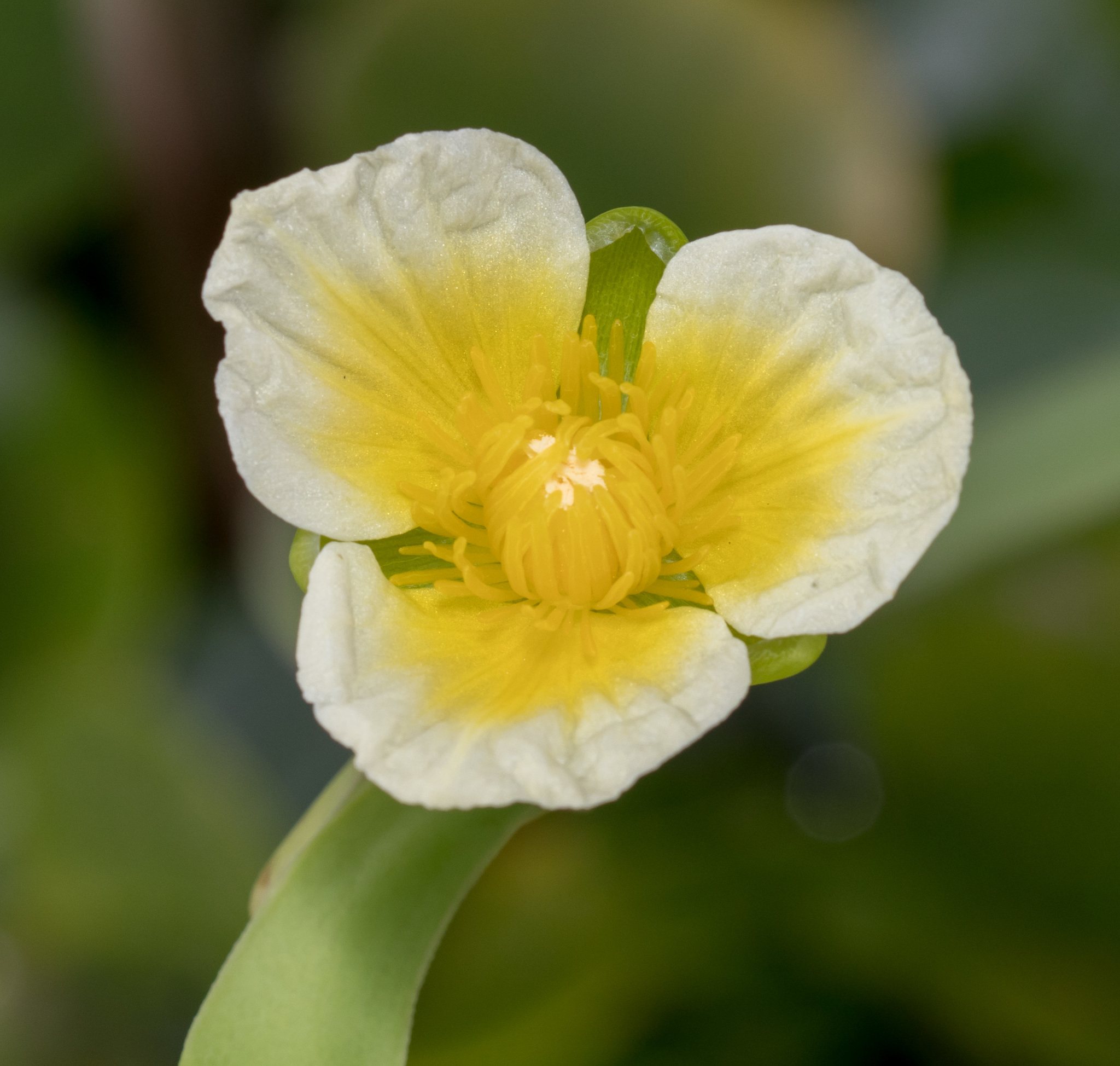 Limnocharis flava