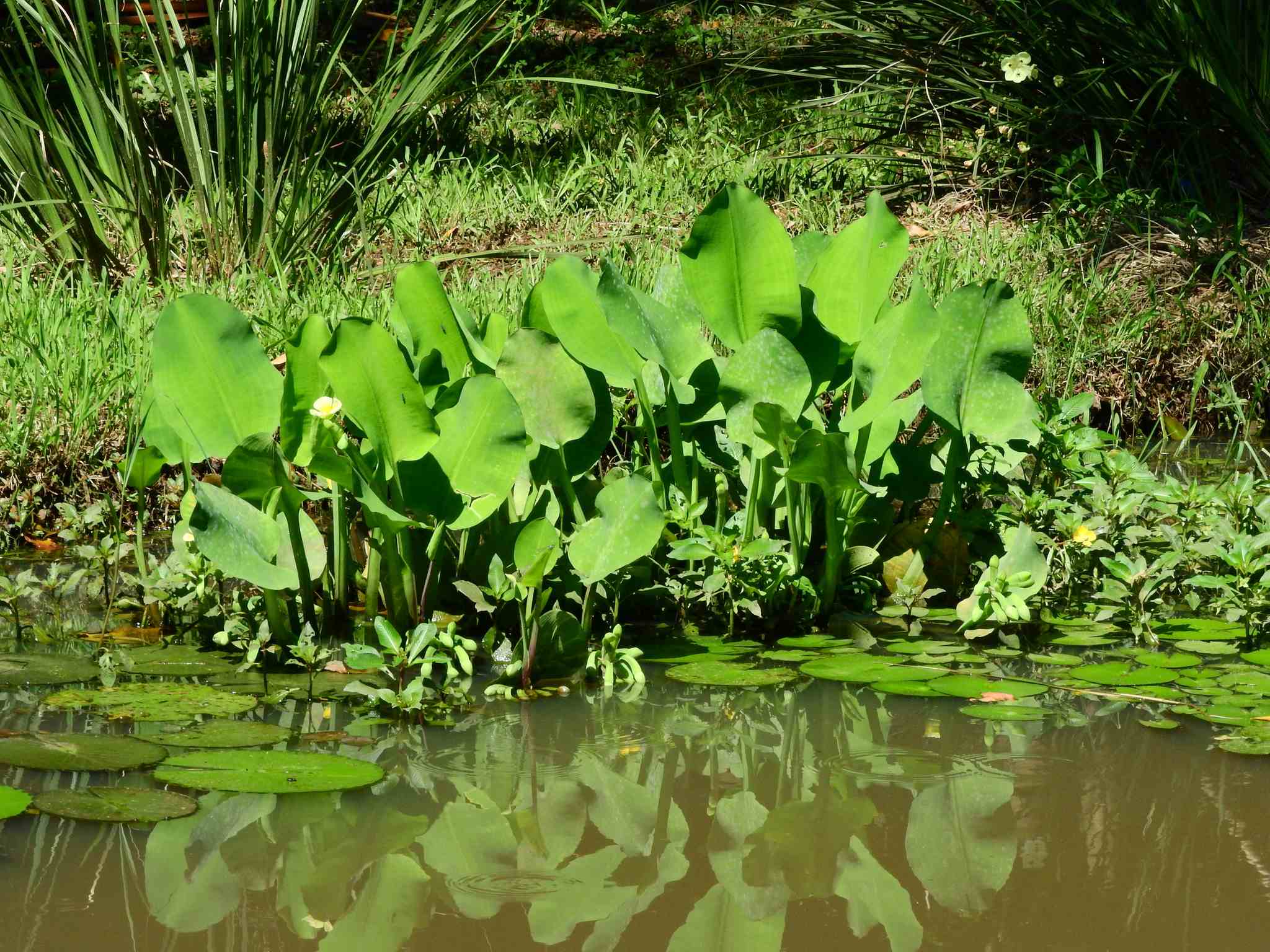 Limnocharis flava