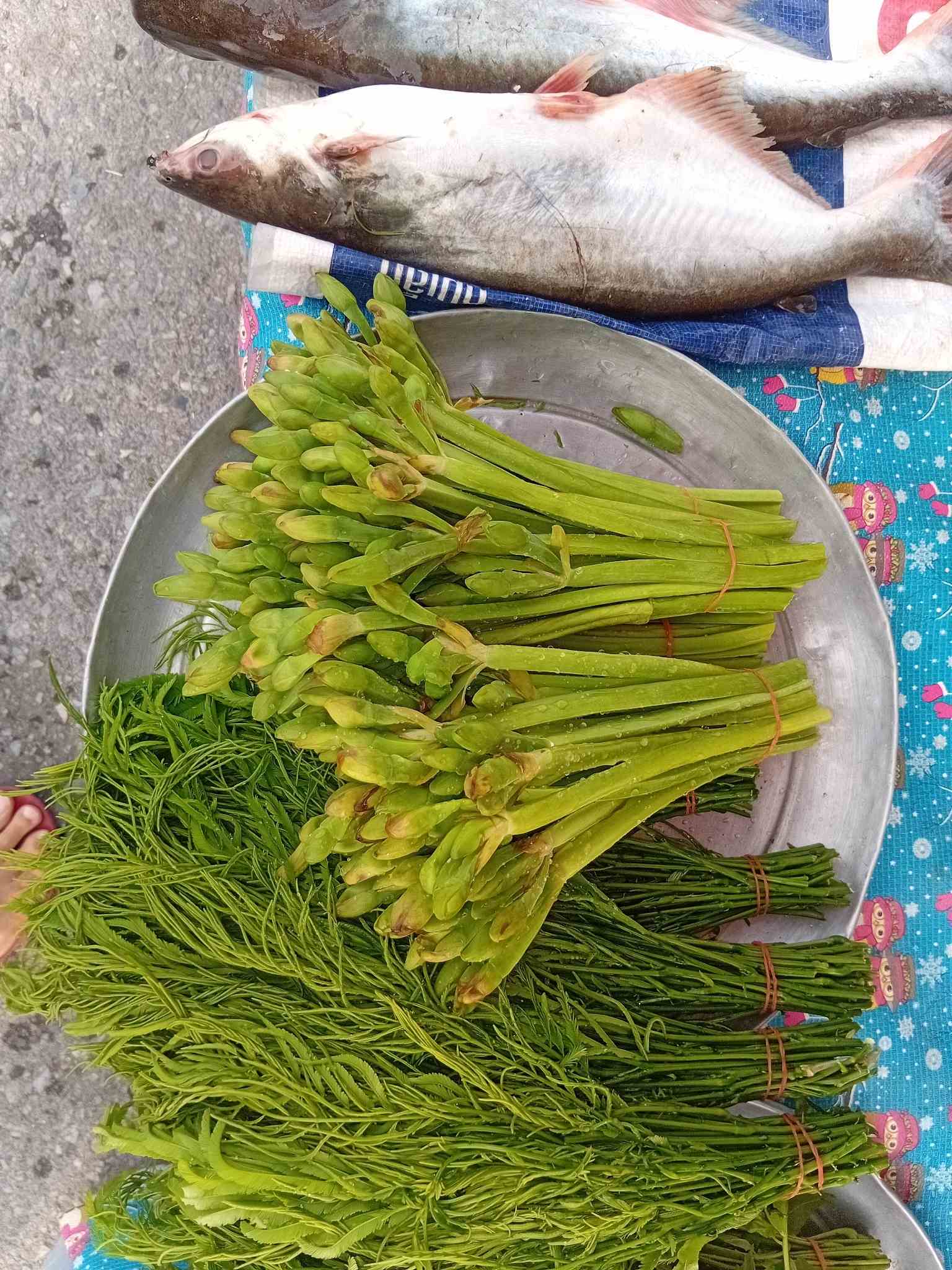 Limnocharis flava