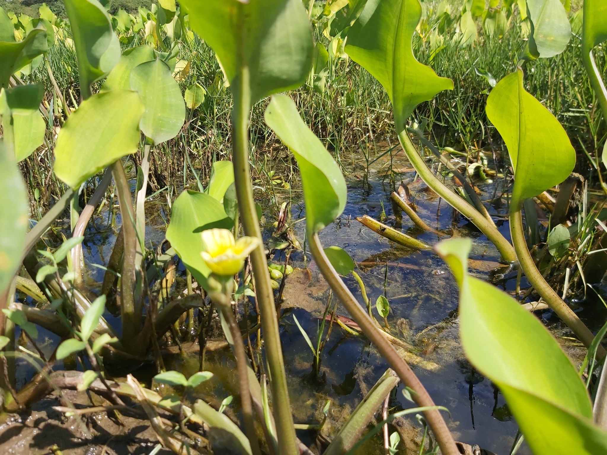 Limnocharis flava