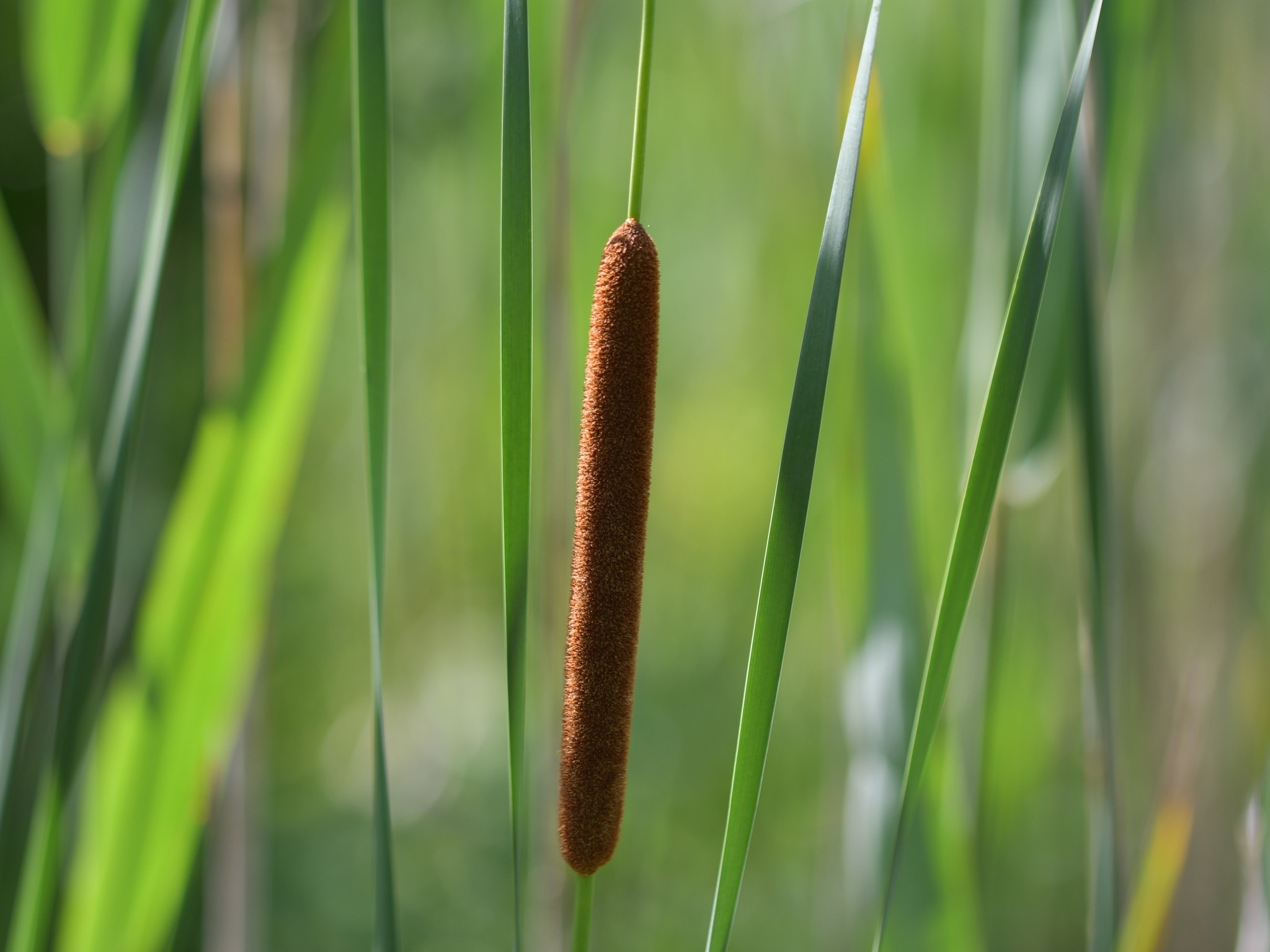 Typha angustifolia
