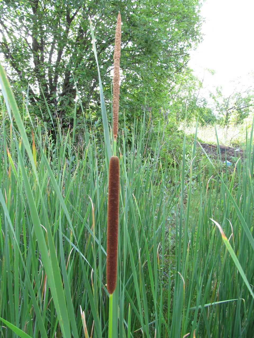 Typha angustifolia