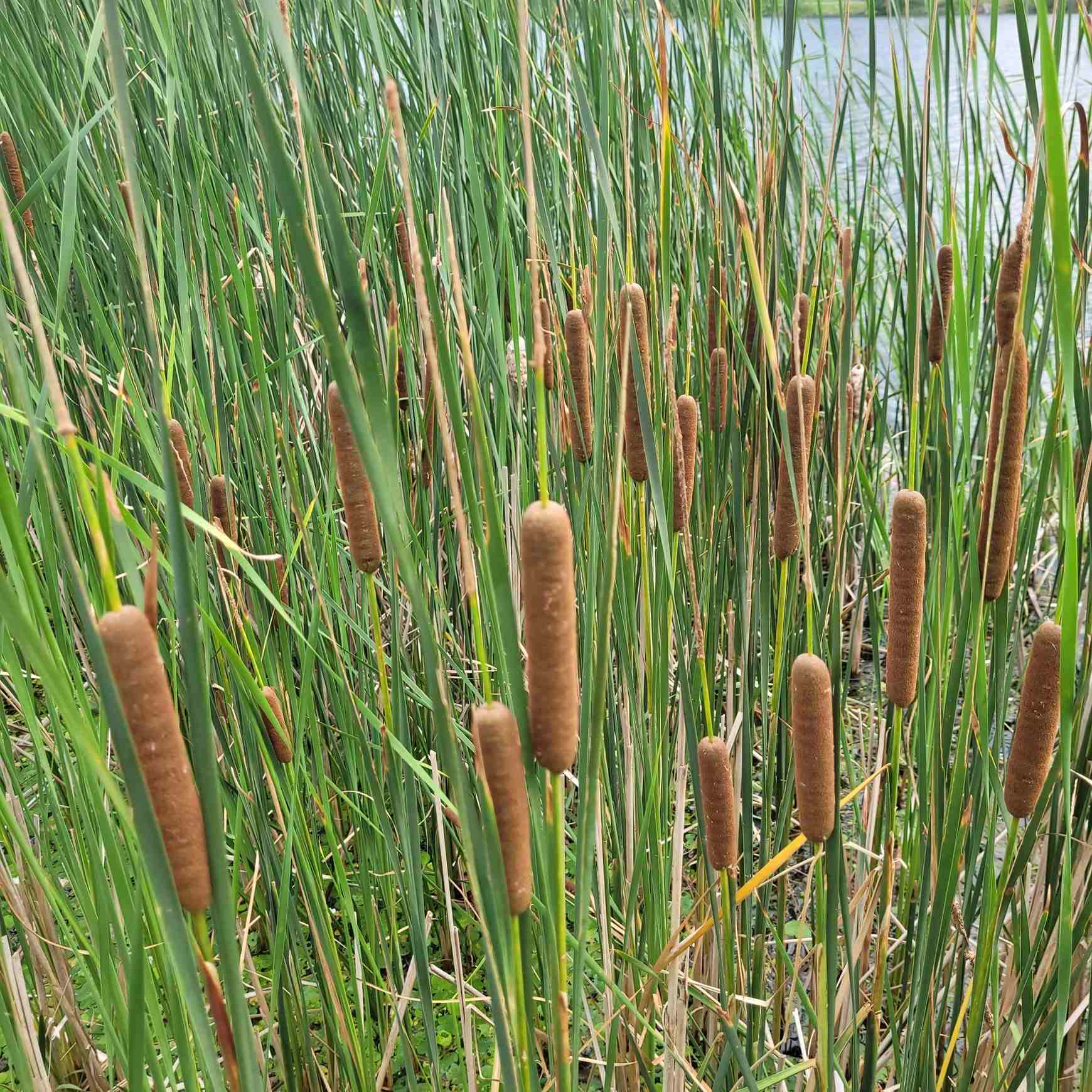 Typha angustifolia