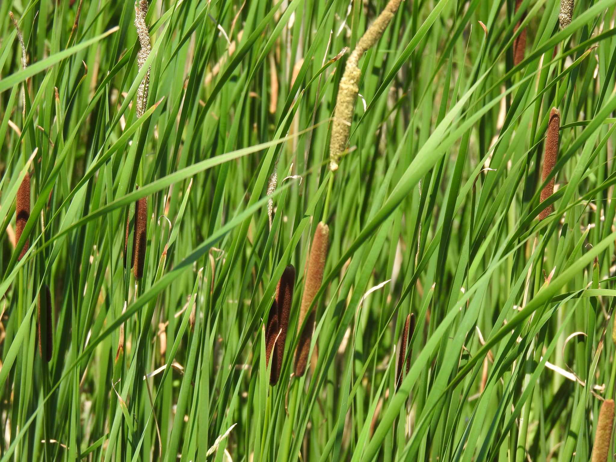 Typha angustifolia