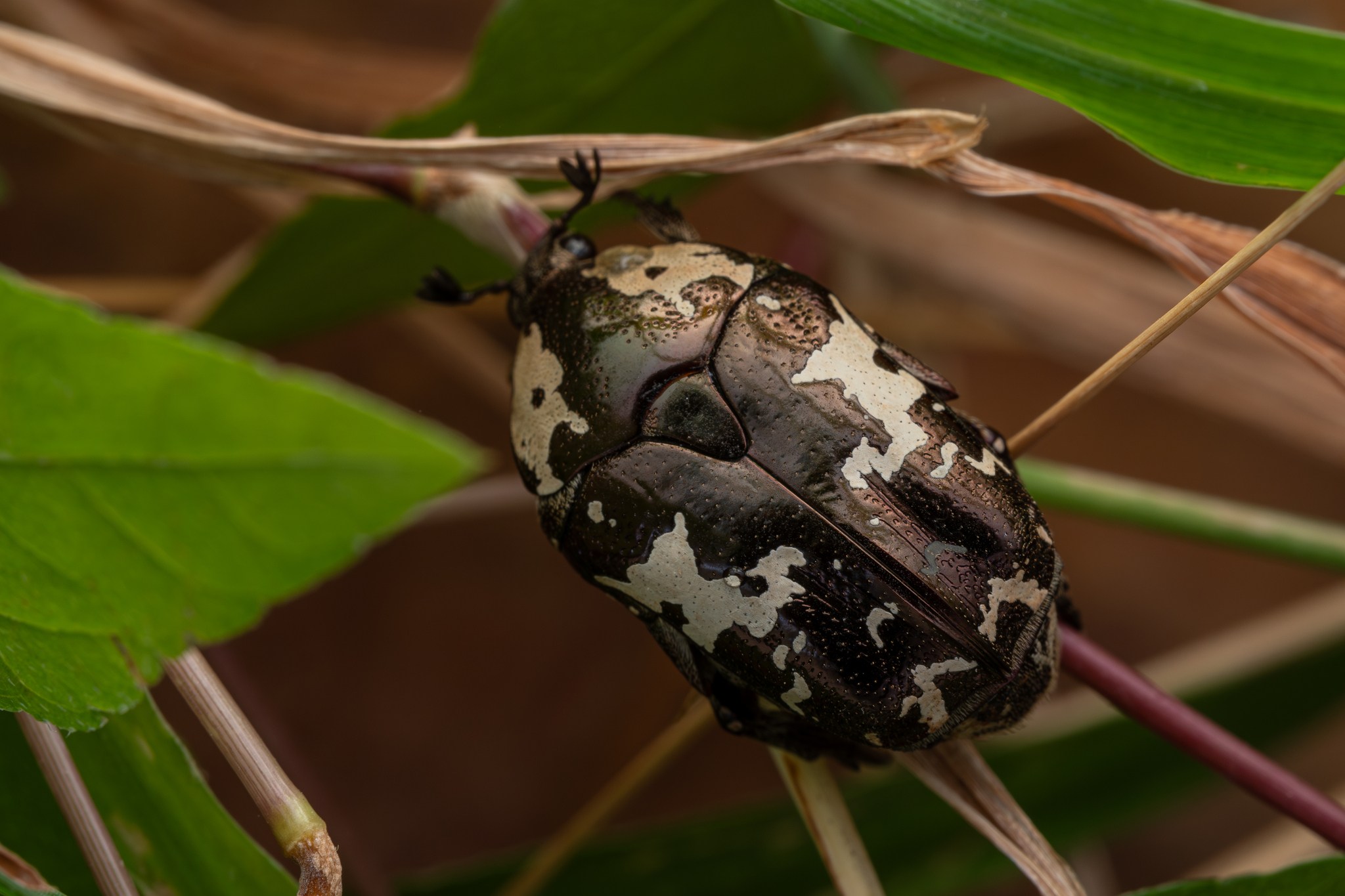Protaetia aurichalcea