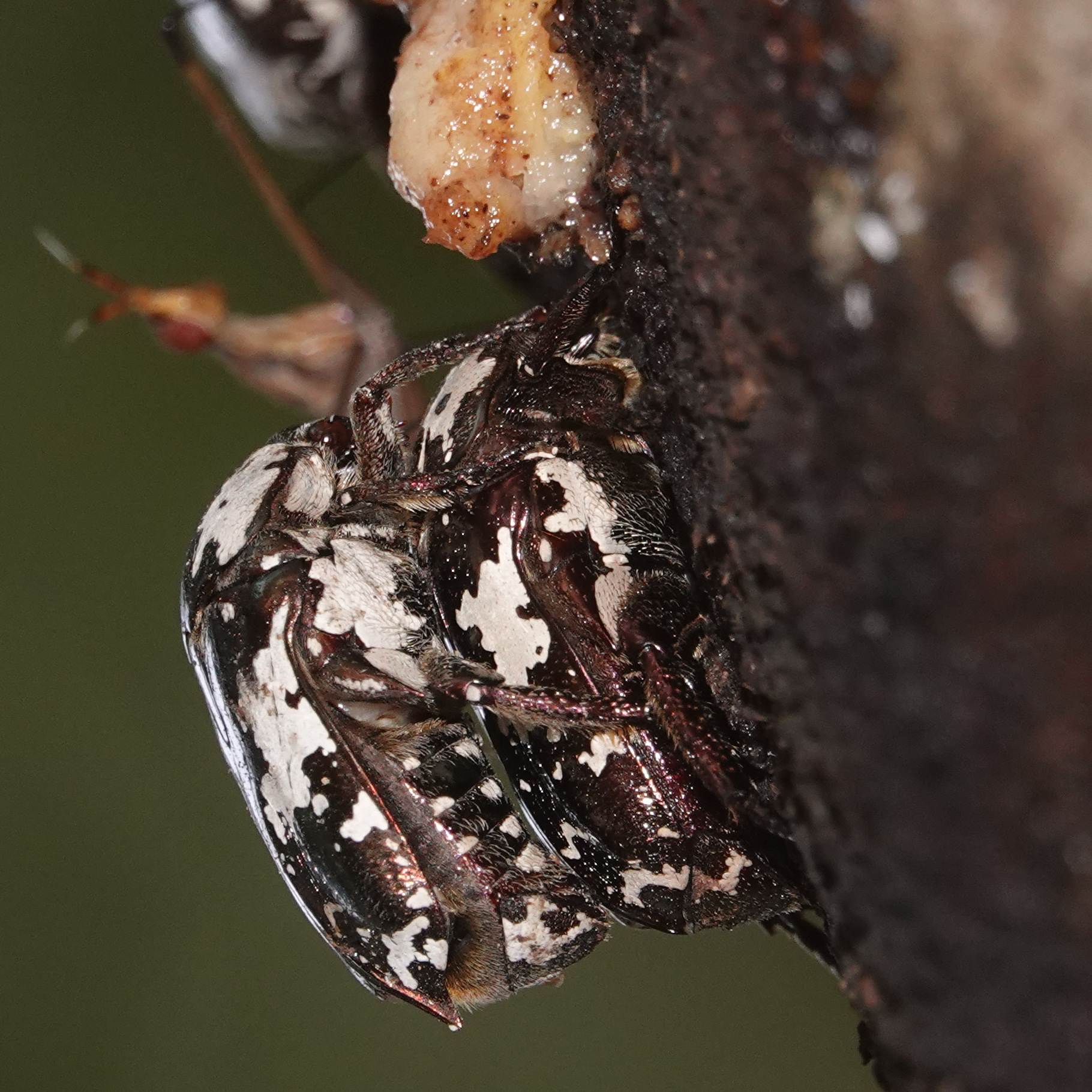 Protaetia aurichalcea