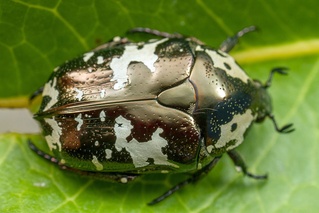 Protaetia aurichalcea