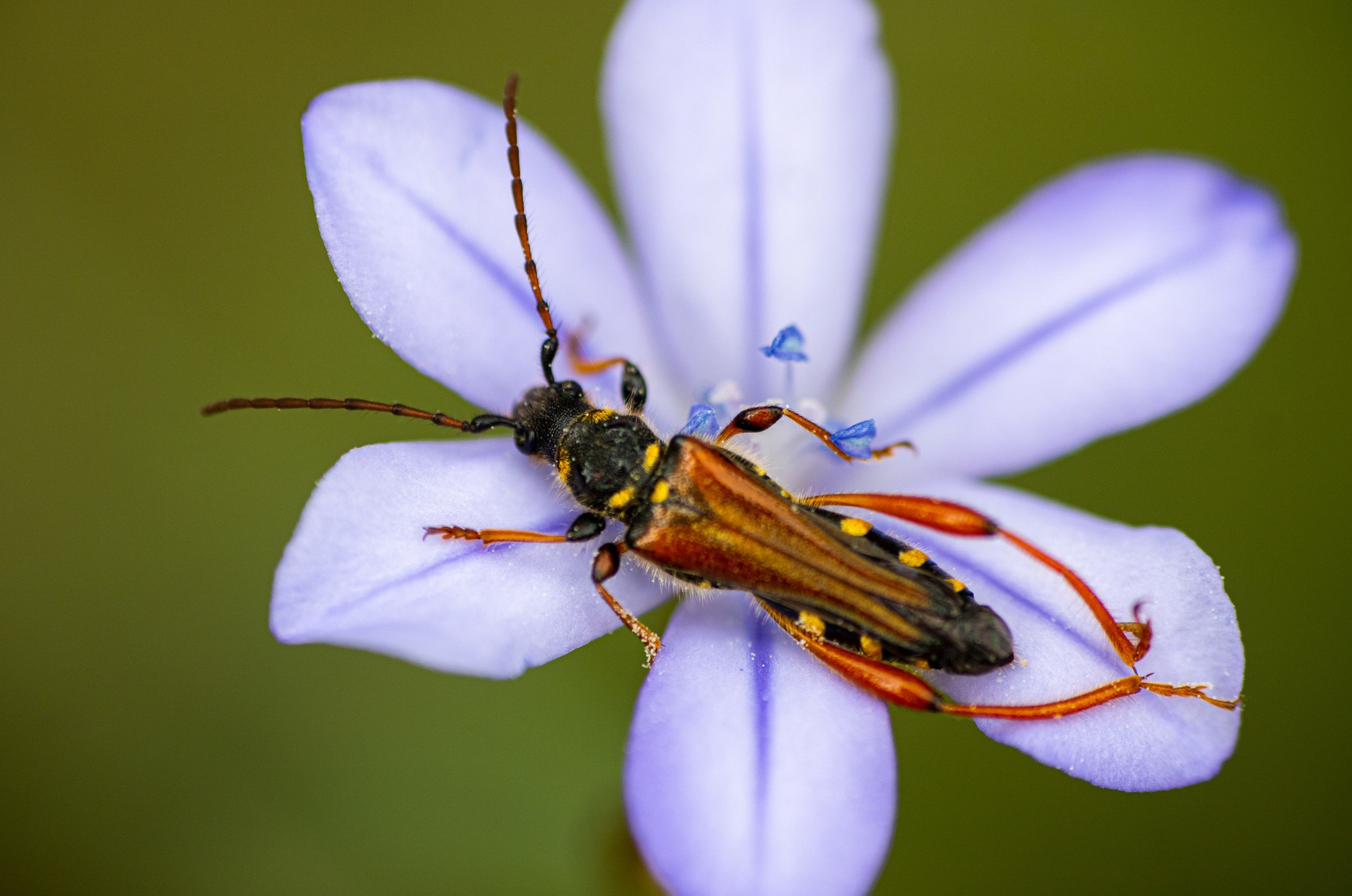Stenopterus rufus