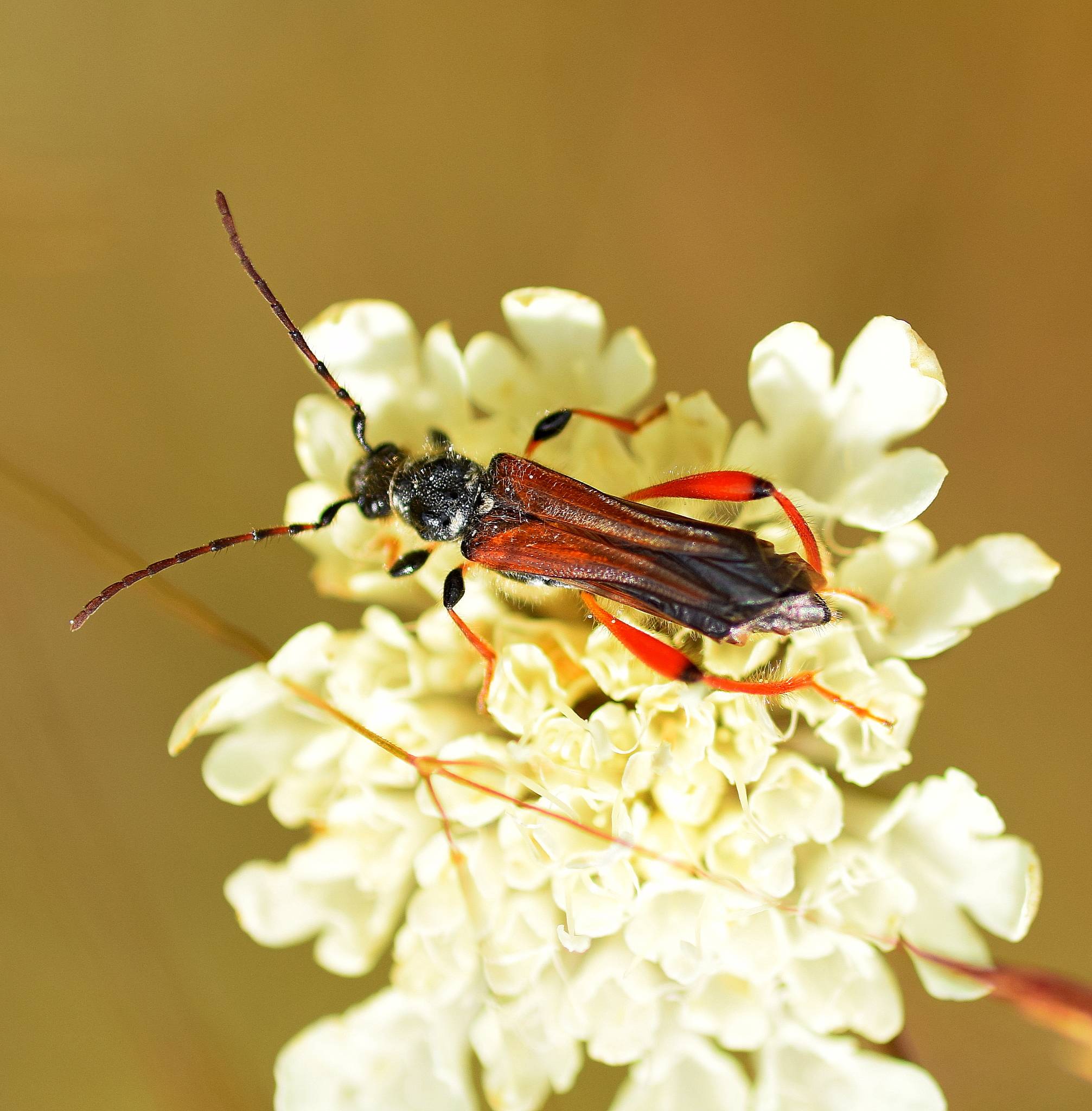 Stenopterus rufus