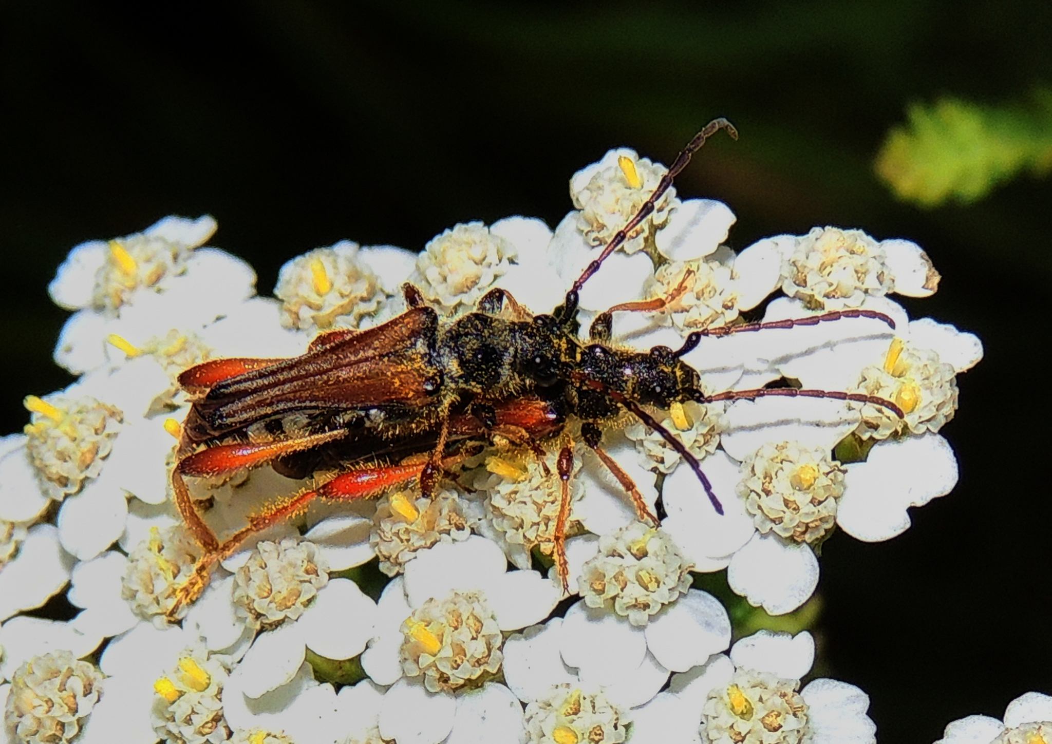 Stenopterus rufus