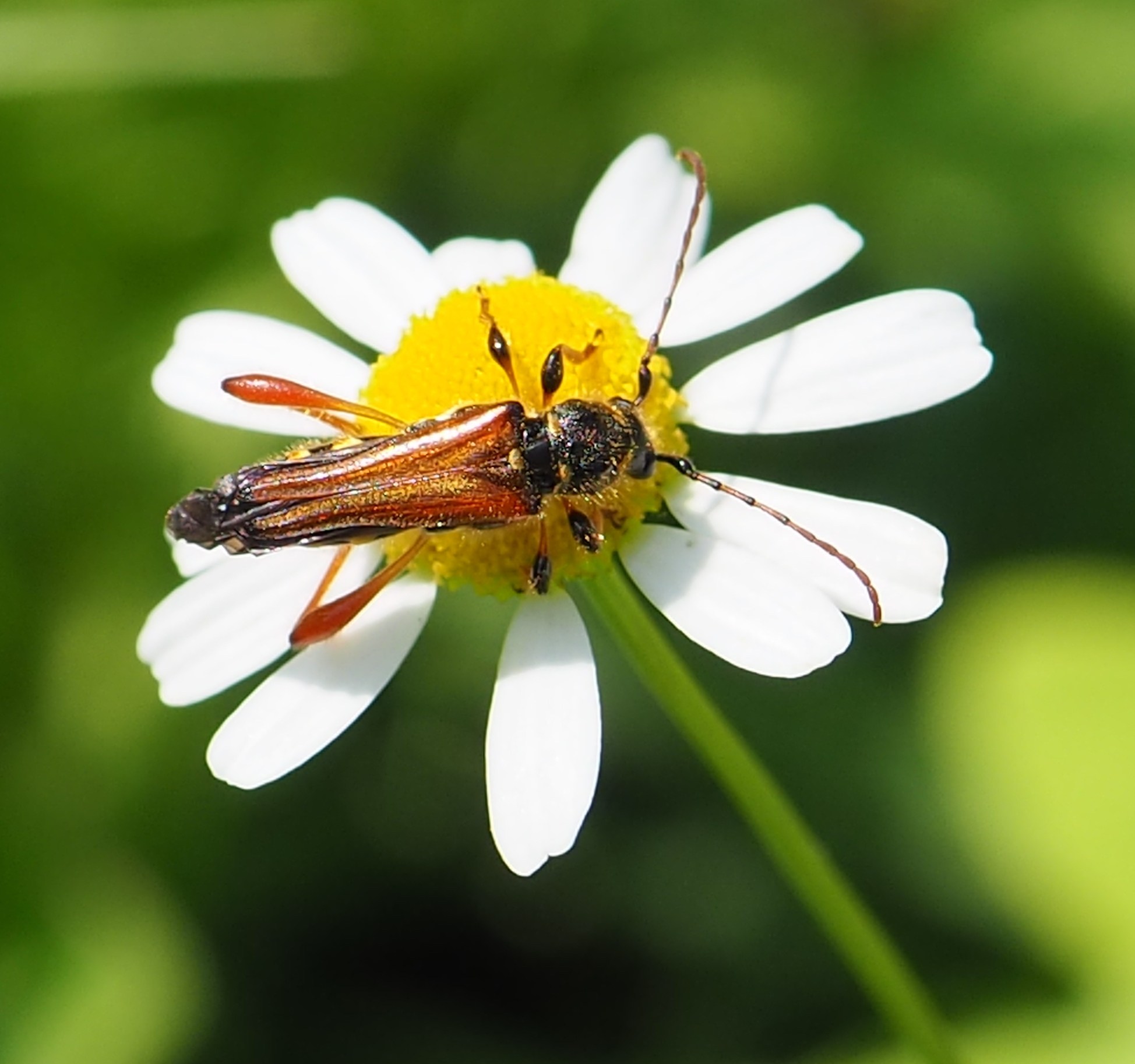 Stenopterus rufus