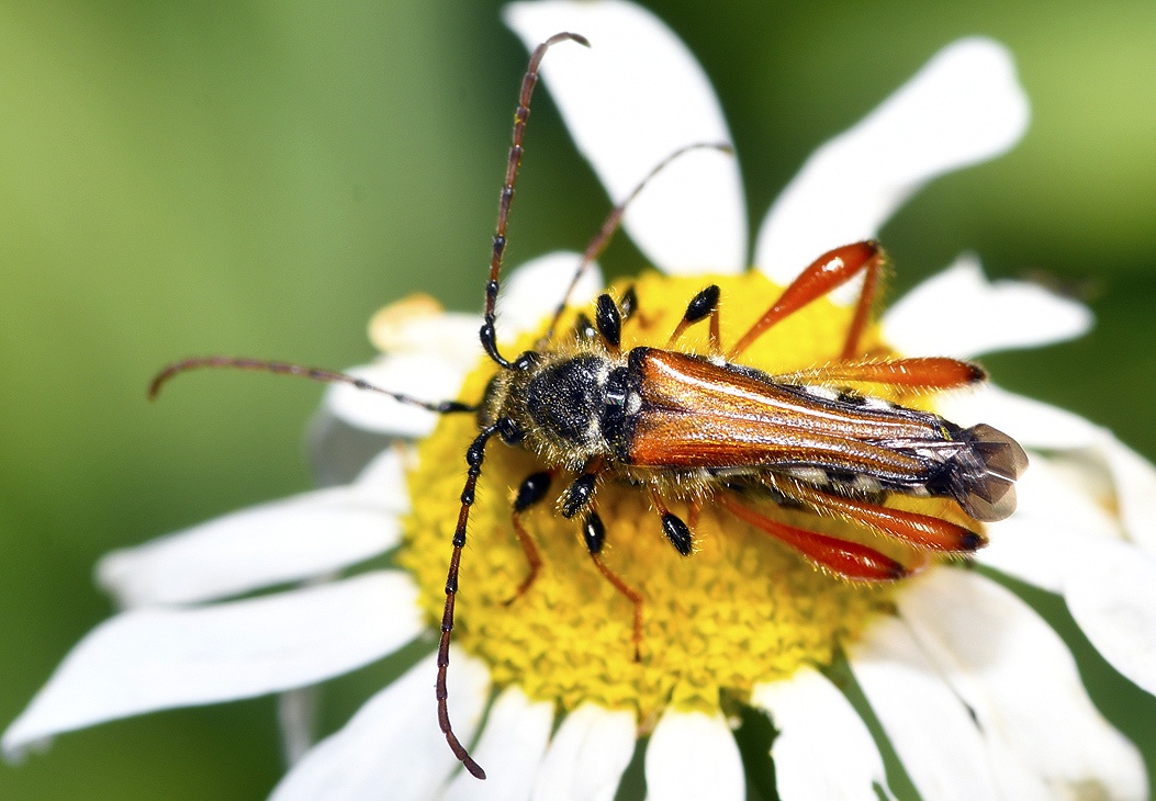 Stenopterus rufus