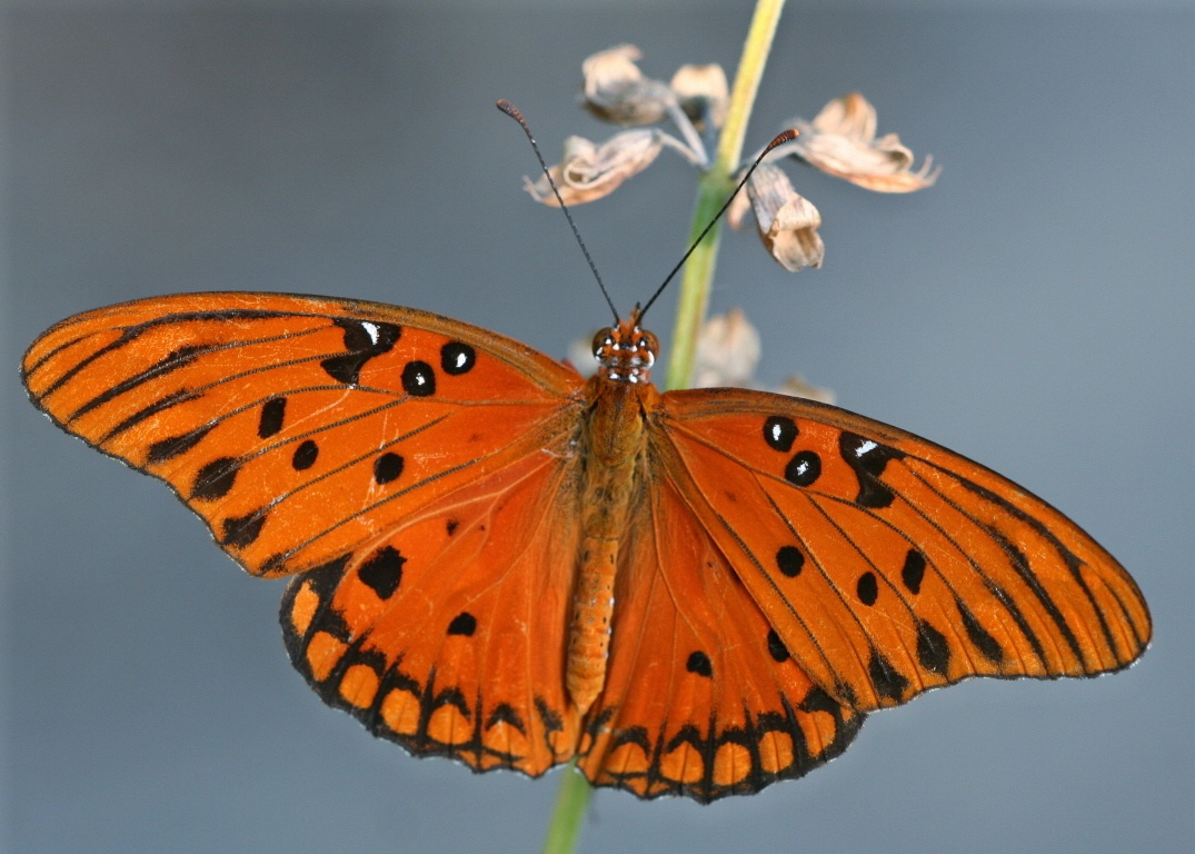 Dione vanillae