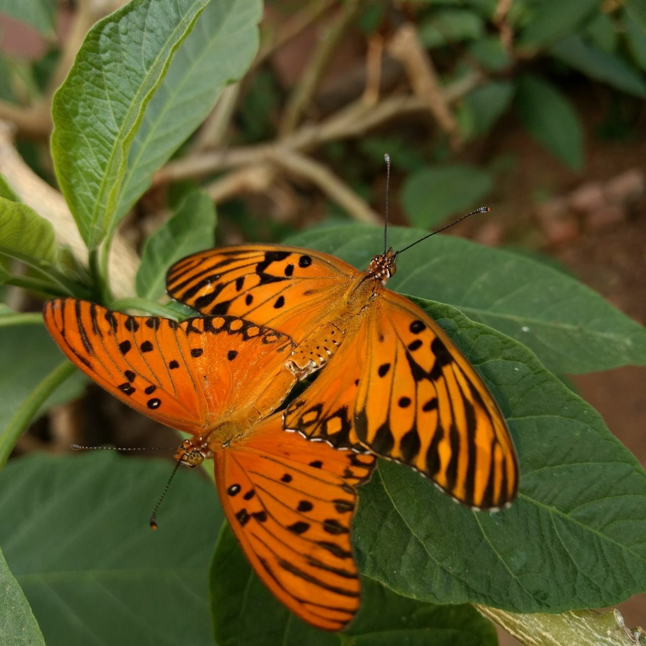 Dione vanillae