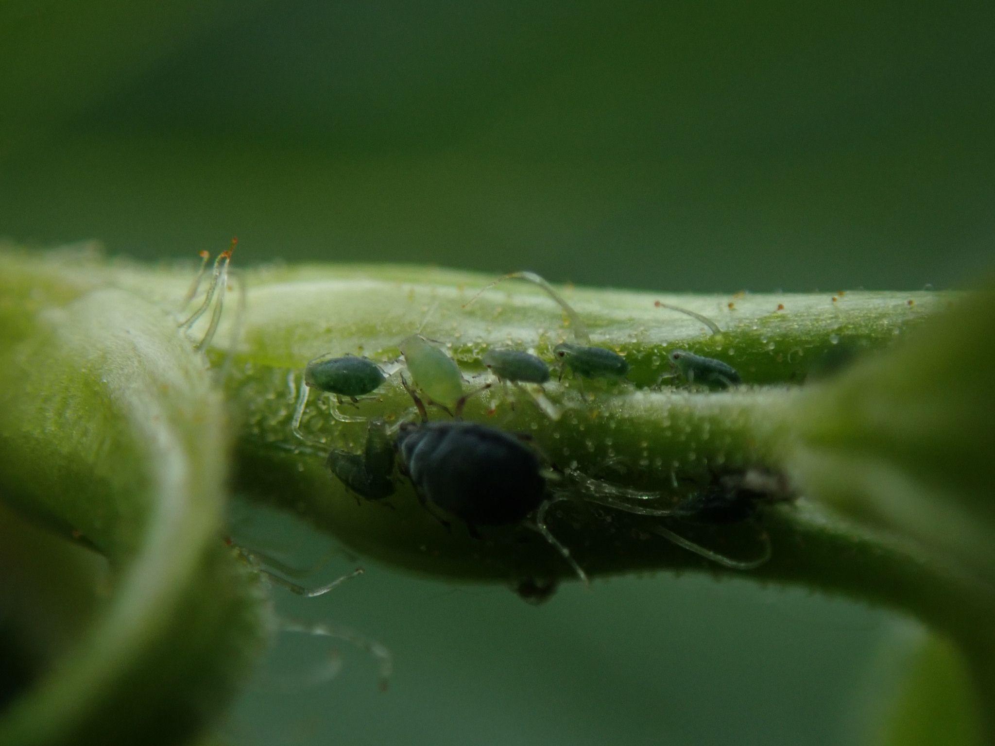 Aphis schneideri