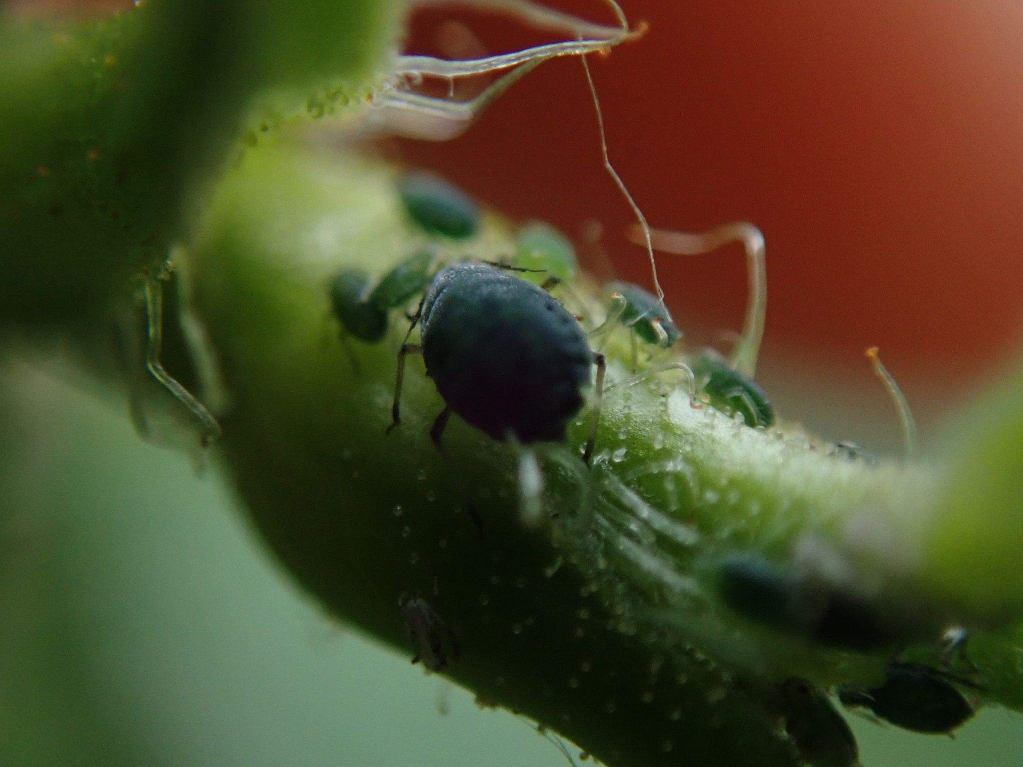 Aphis schneideri