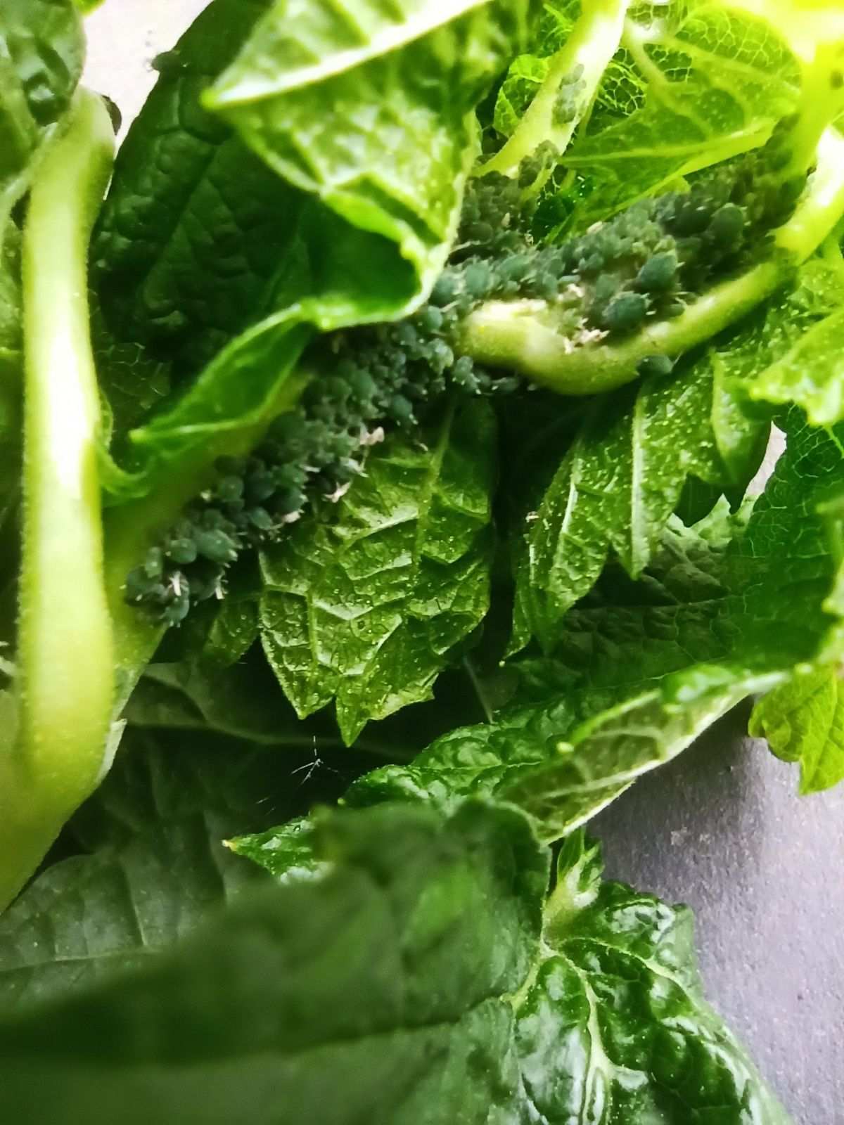 Aphis schneideri