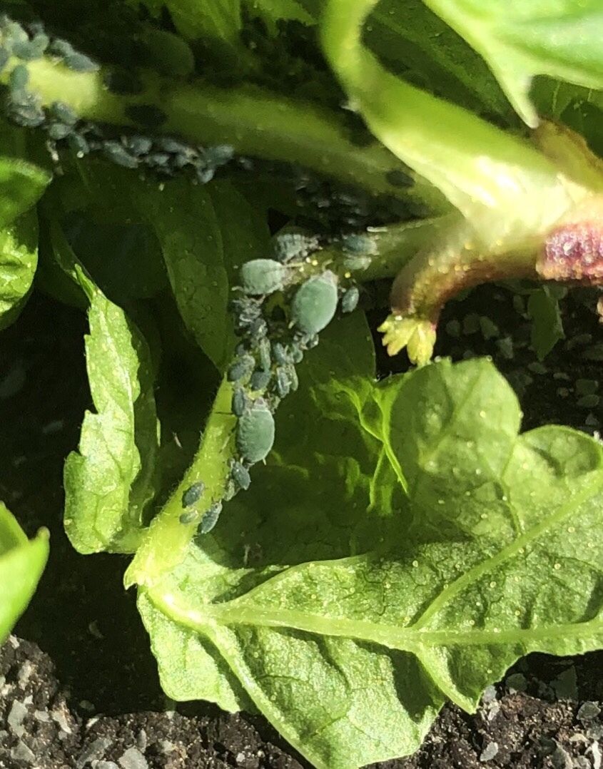 Aphis schneideri