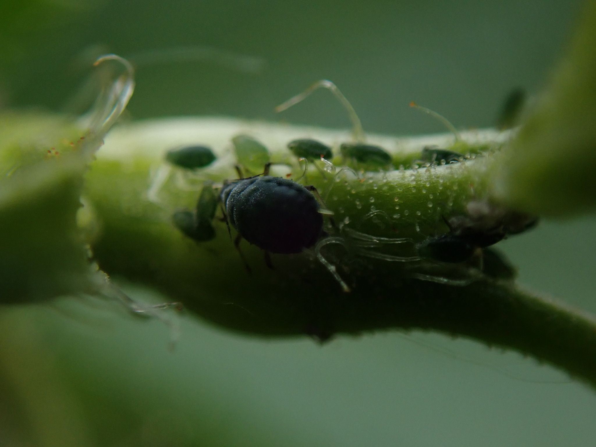 Aphis schneideri