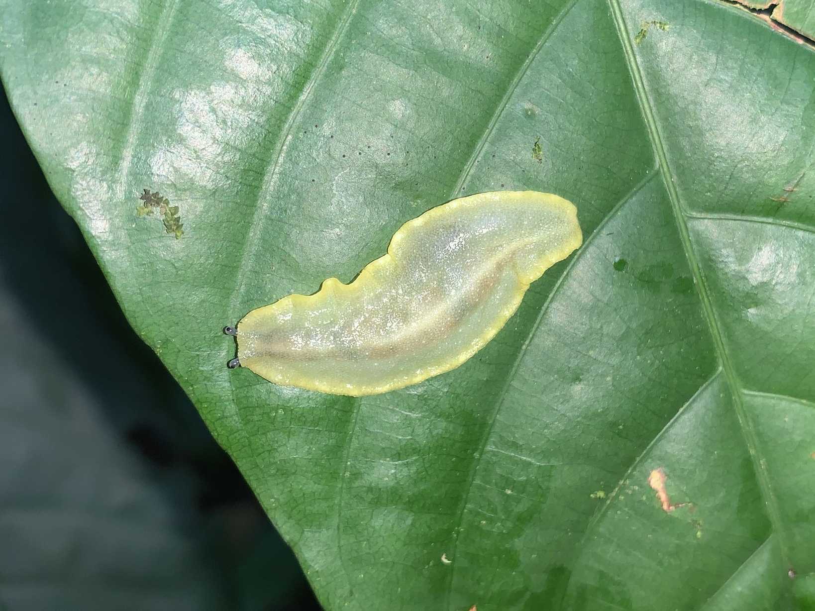 Pseudoveronicella