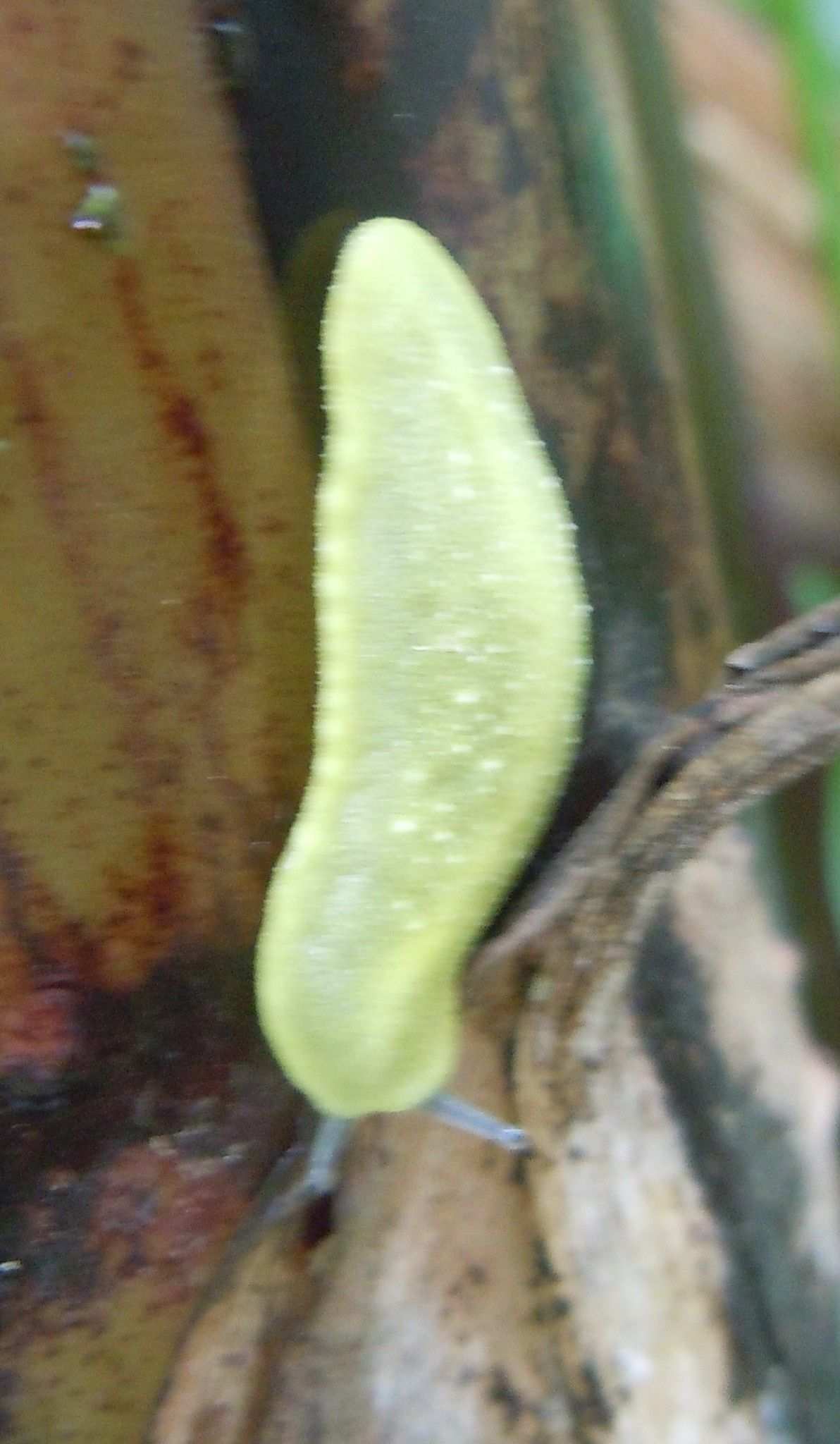Pseudoveronicella