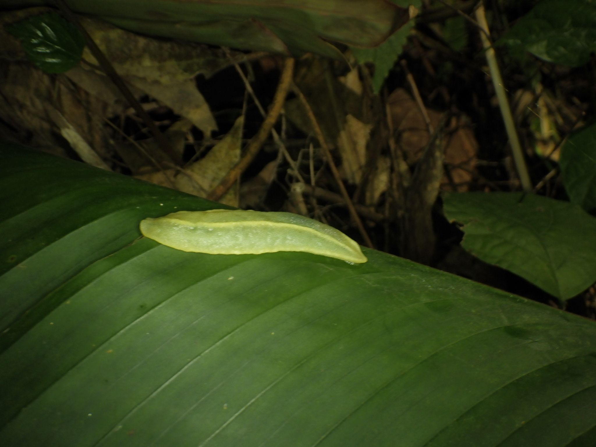 Pseudoveronicella