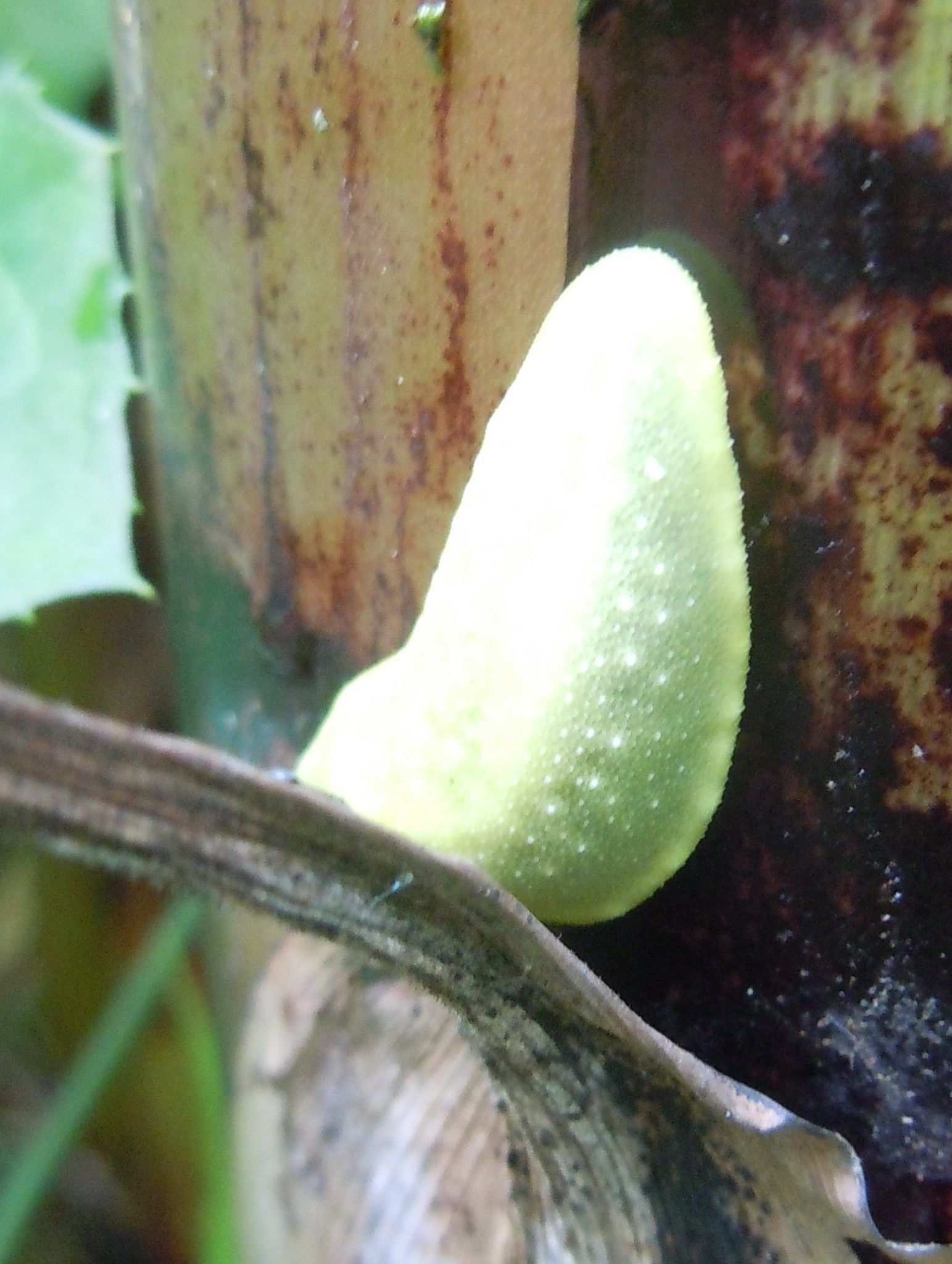 Pseudoveronicella