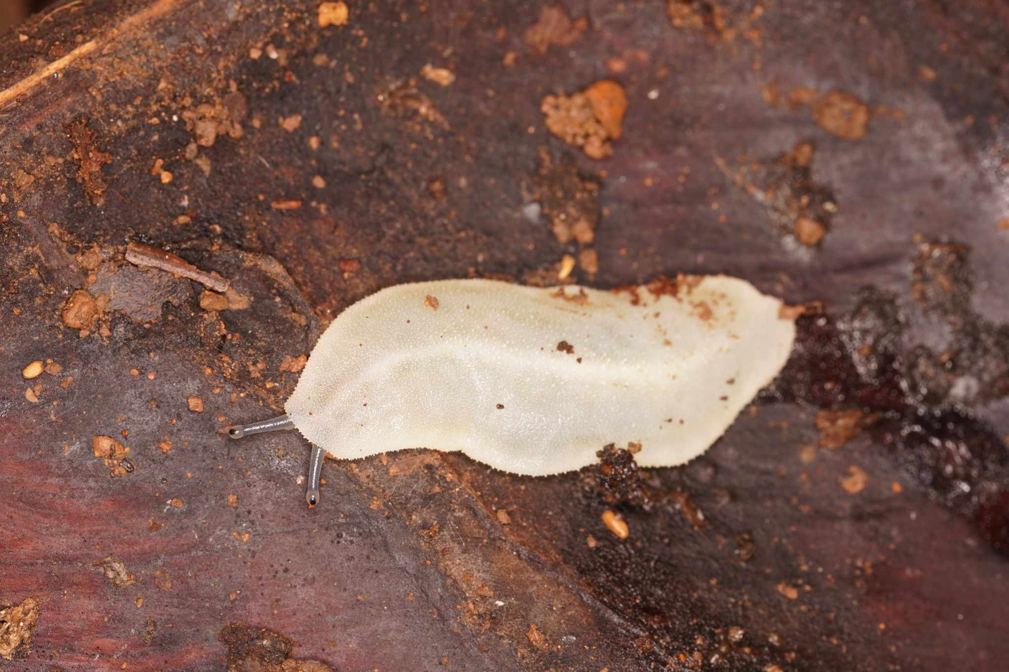 Pseudoveronicella
