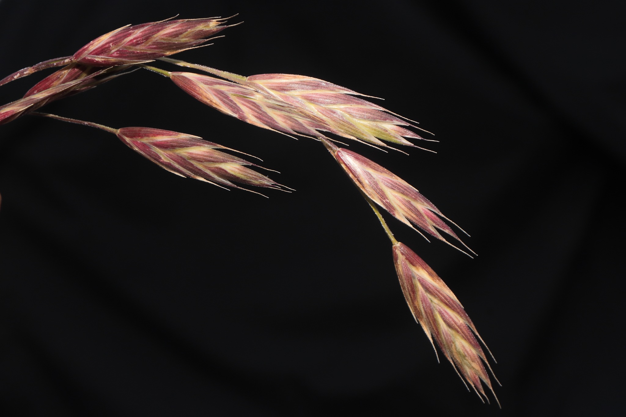 Bromus catharticus