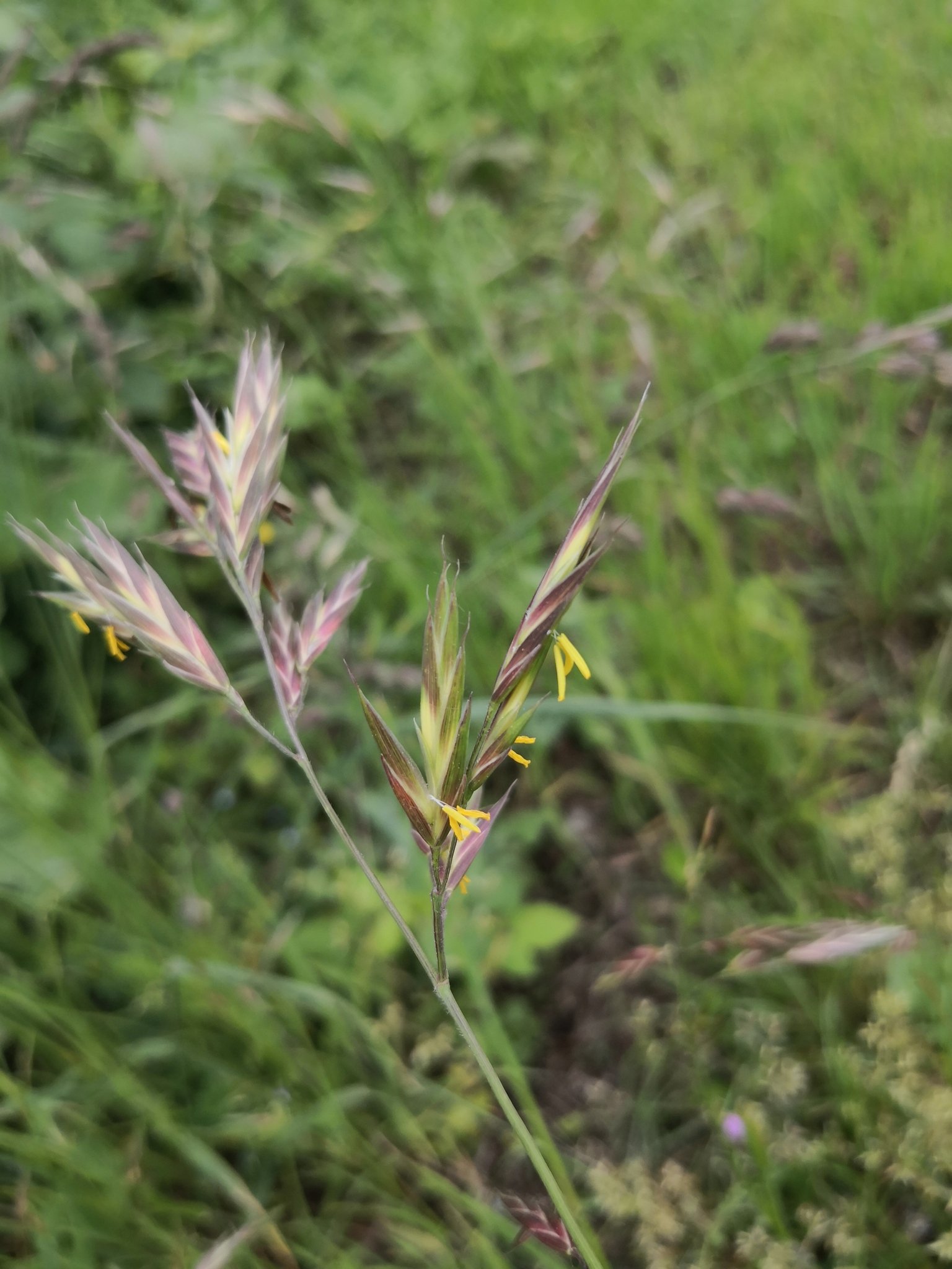 Bromus catharticus