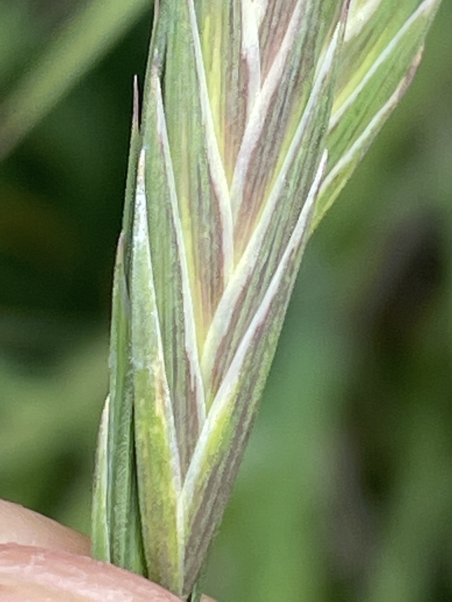 Bromus catharticus