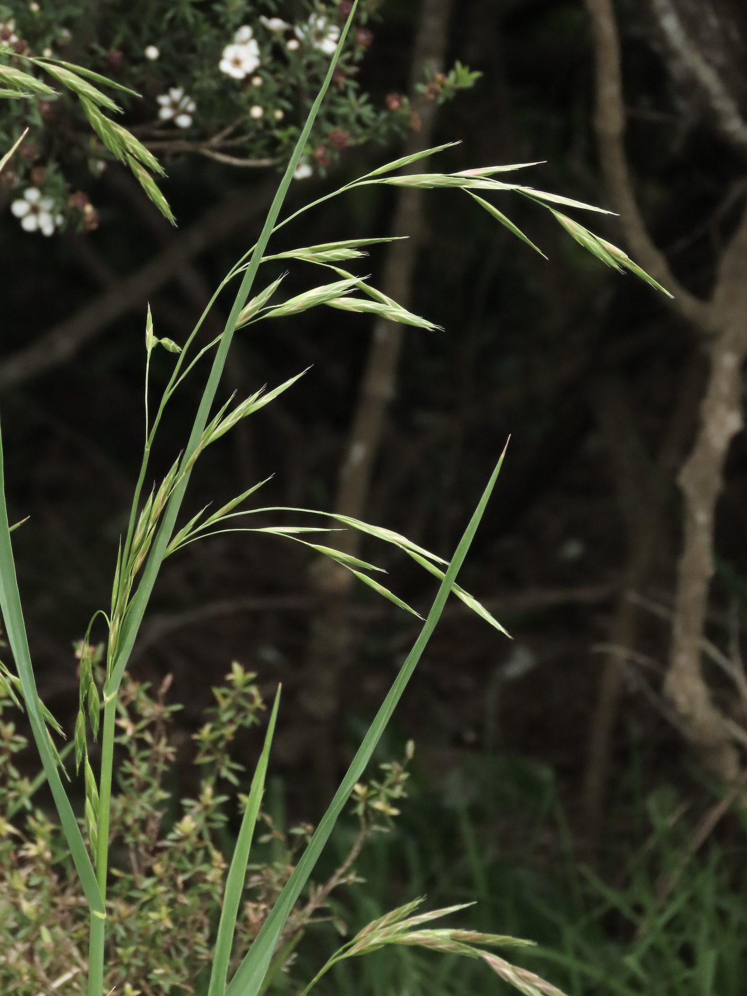 Bromus catharticus